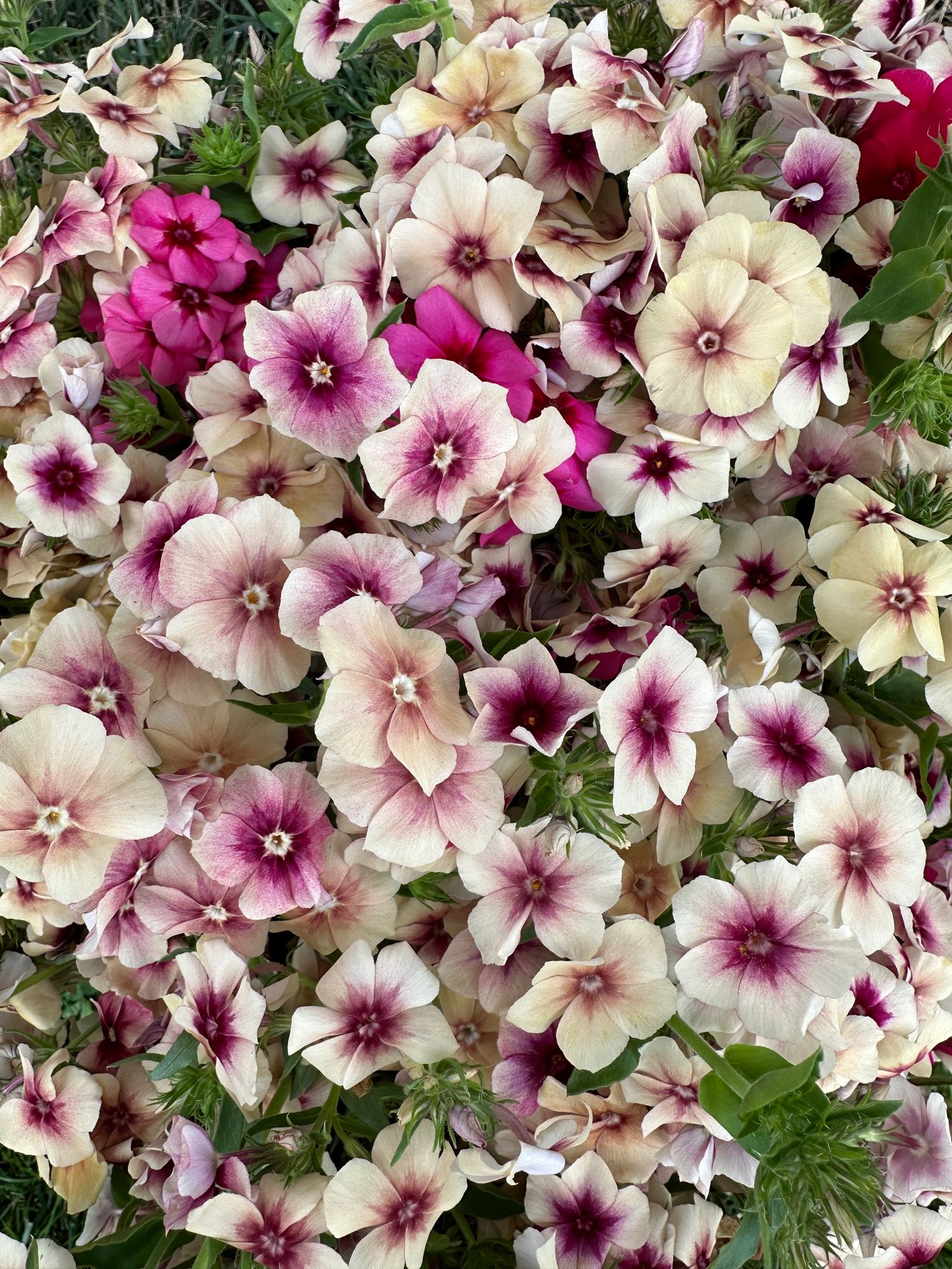 PHLOX drummondii Cherry Caramel