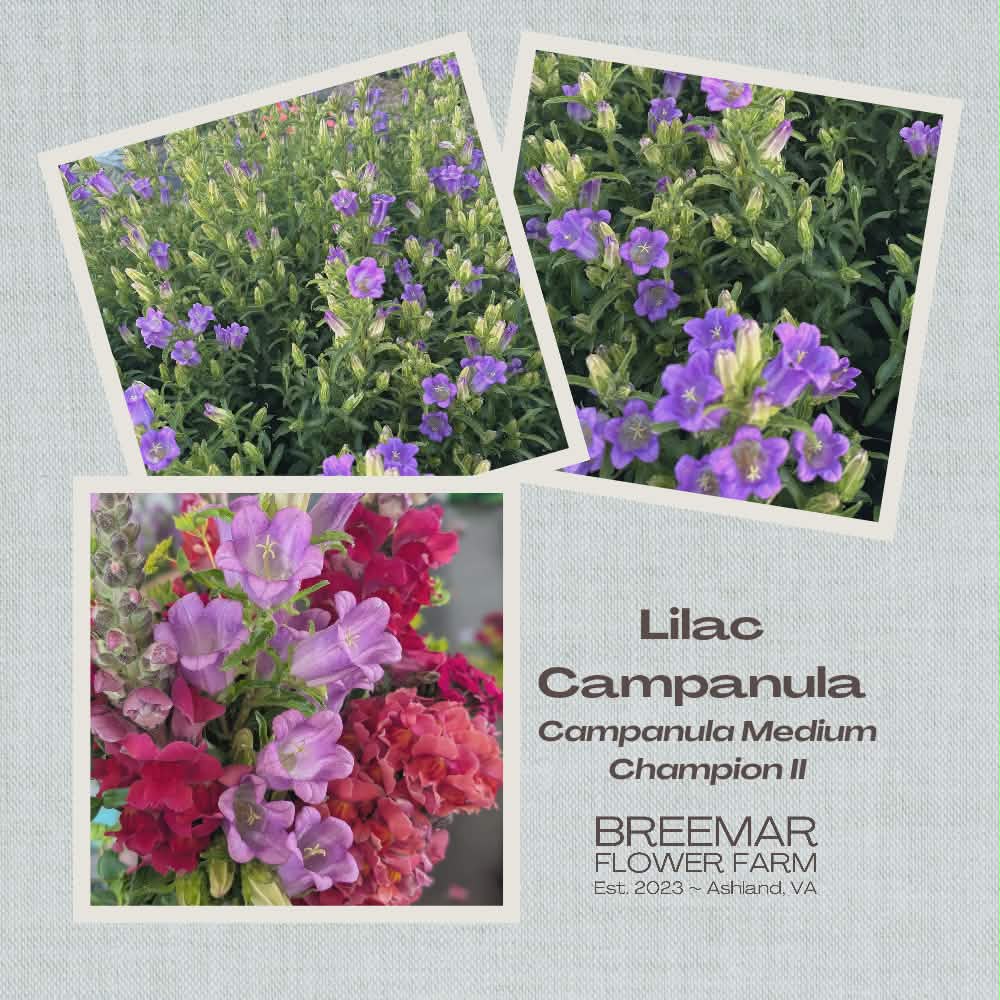 CAMPANULA medium Champion II Lilac