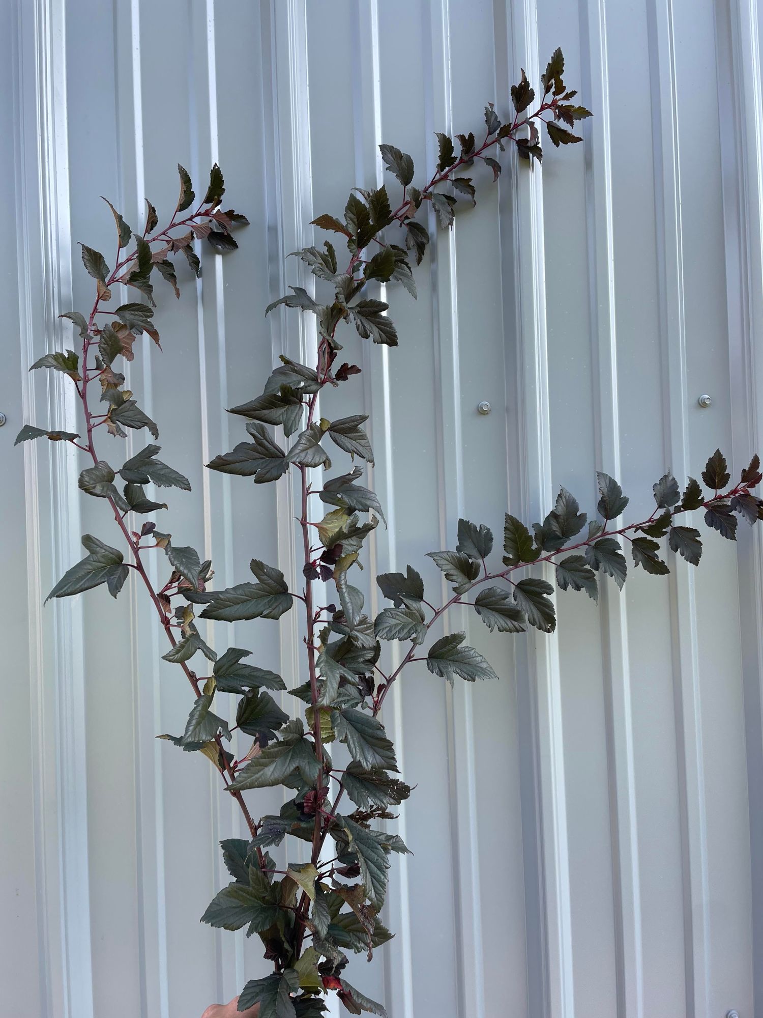PHYSOCARPUS opulifolius