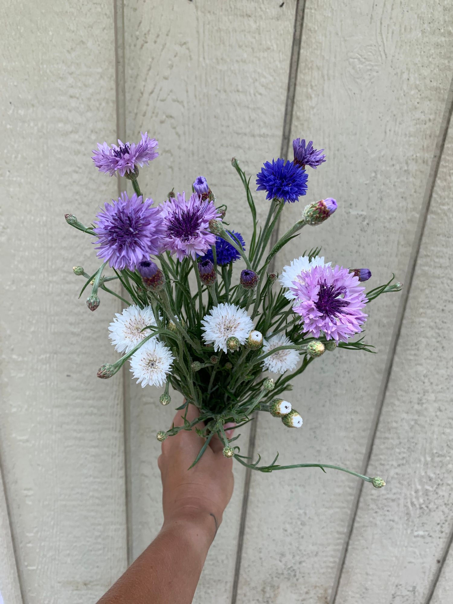 CENTAUREA cyanus Choice Mix
