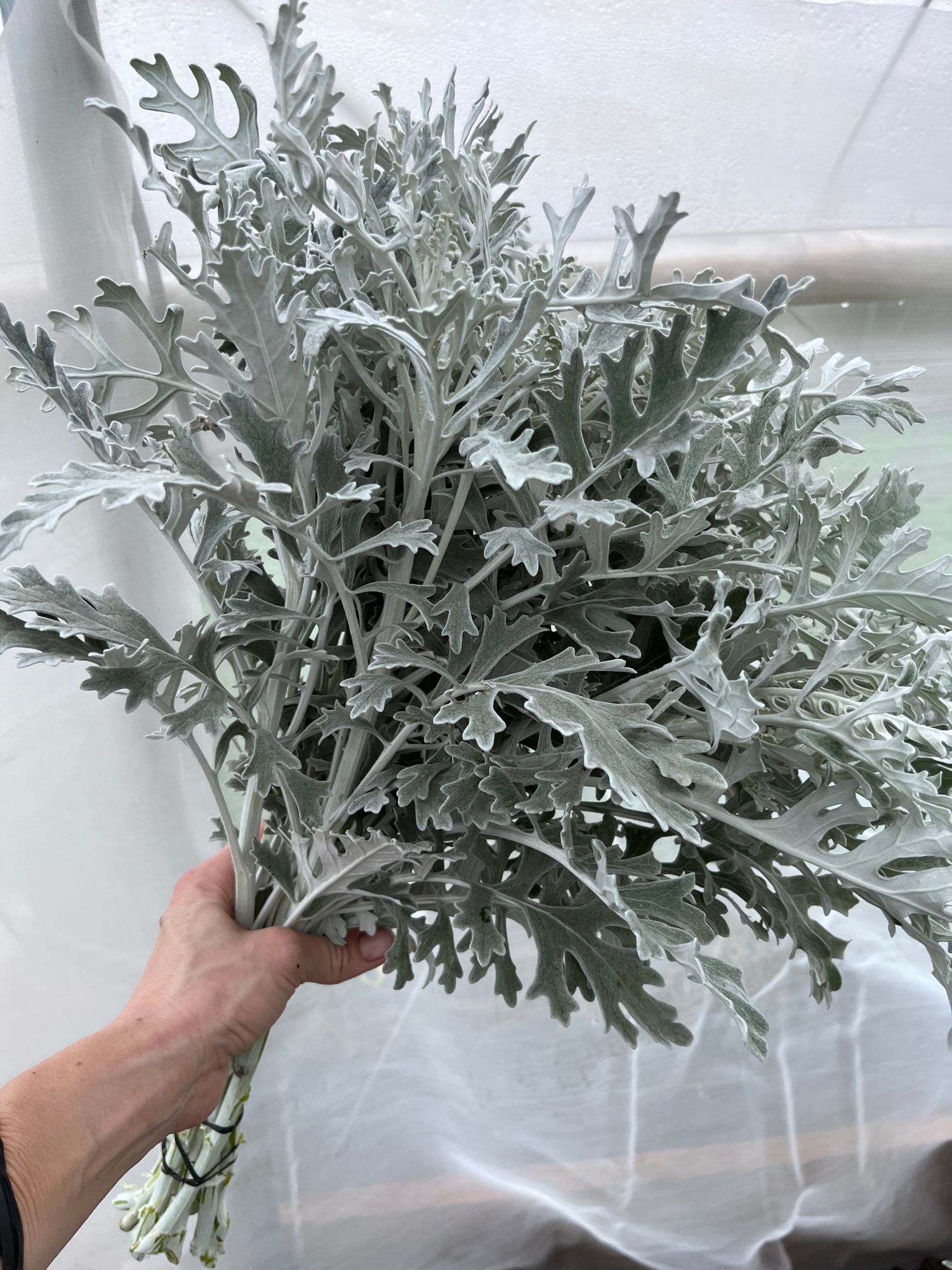 SENECIO cineraria