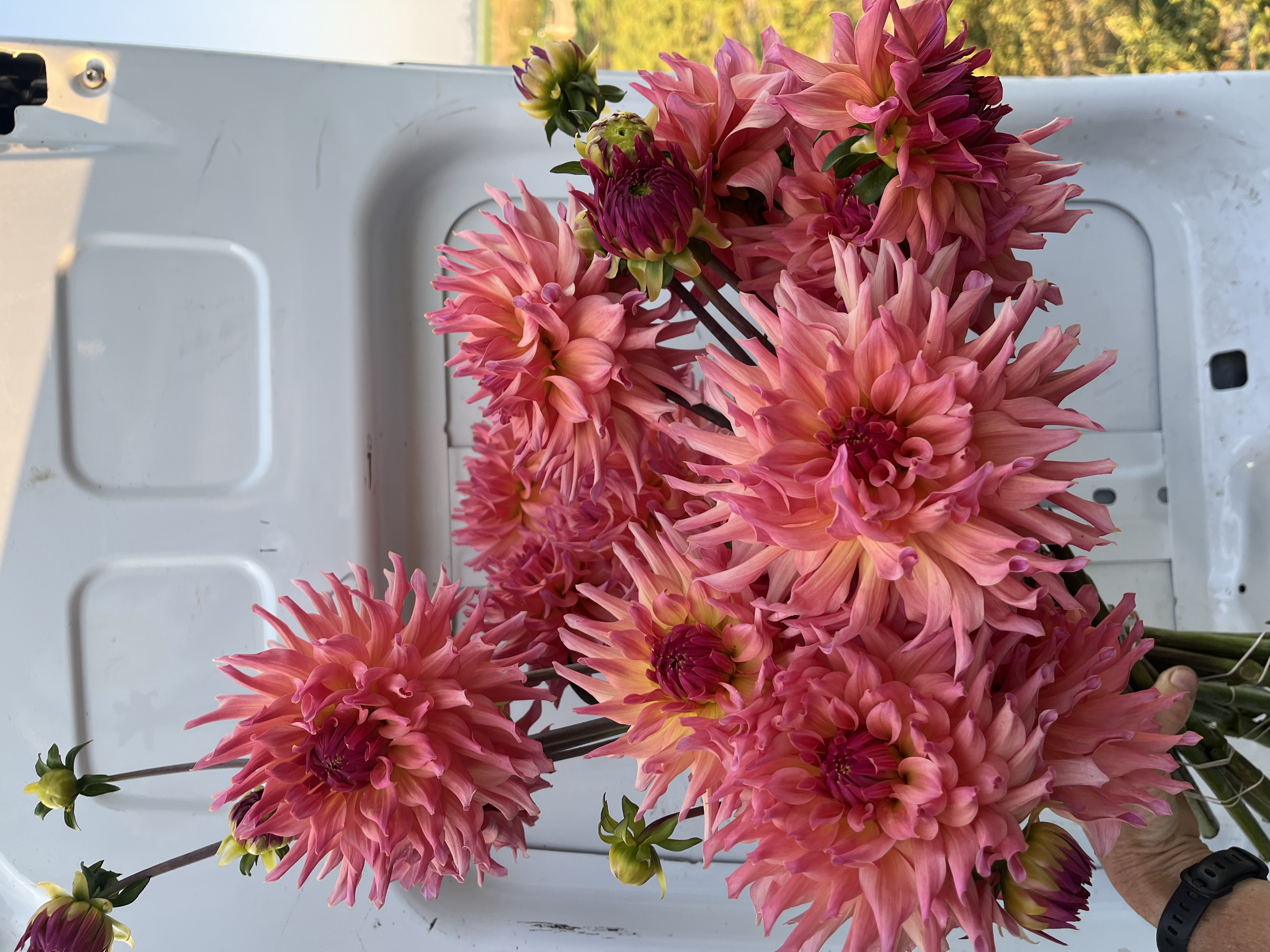 DAHLIA Just Peachy