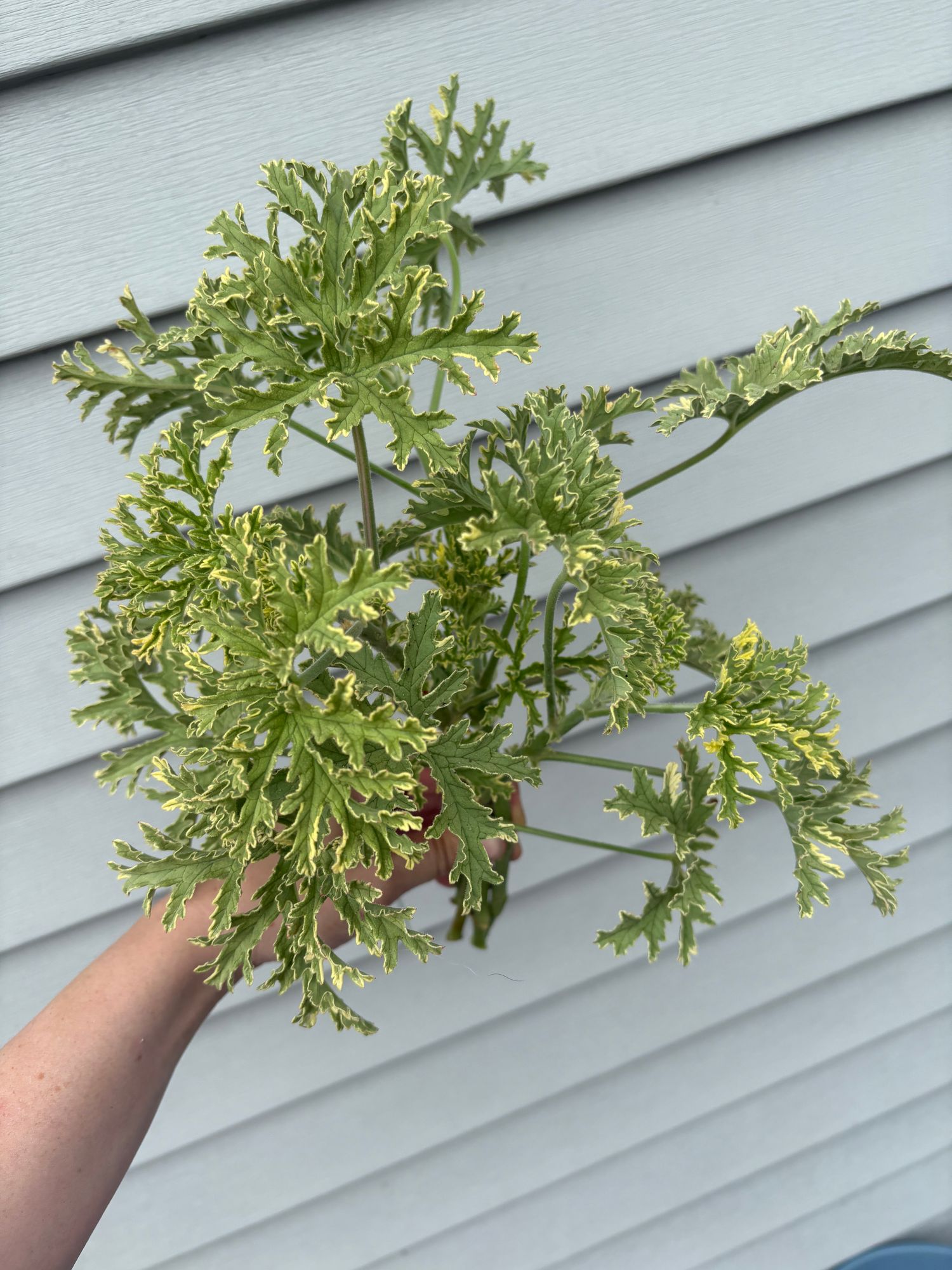 PELARGONIUM graveolens