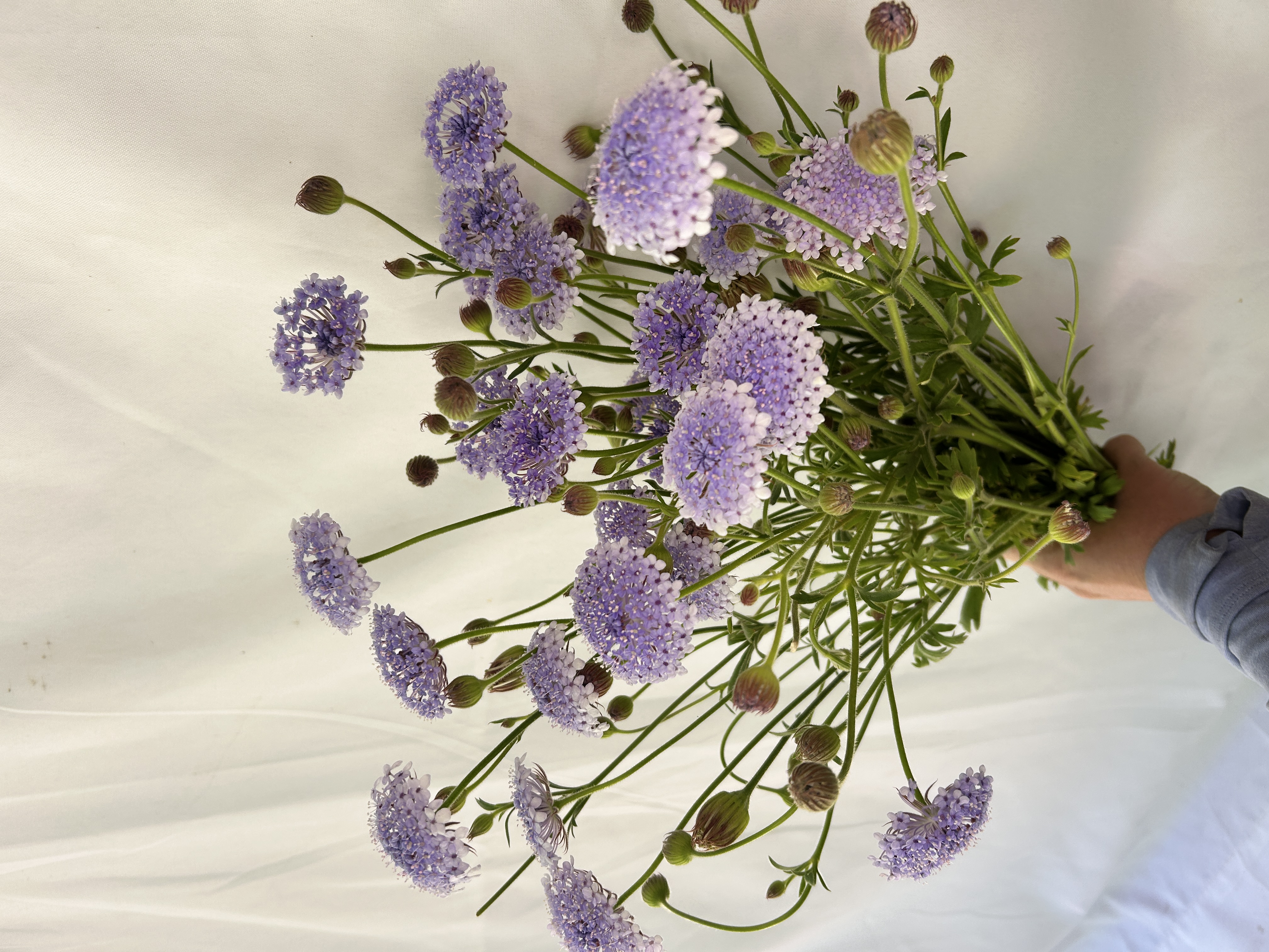 TRACHYMENE coerulea Lacy Blue