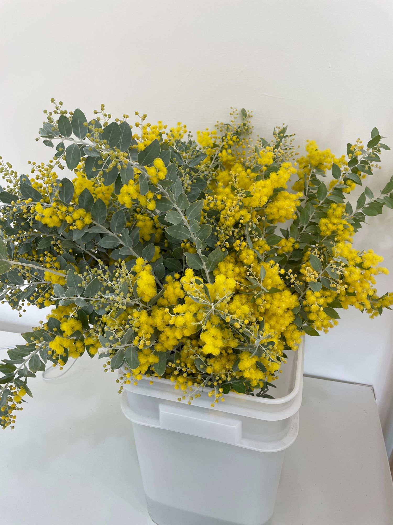 ACACIA cognata