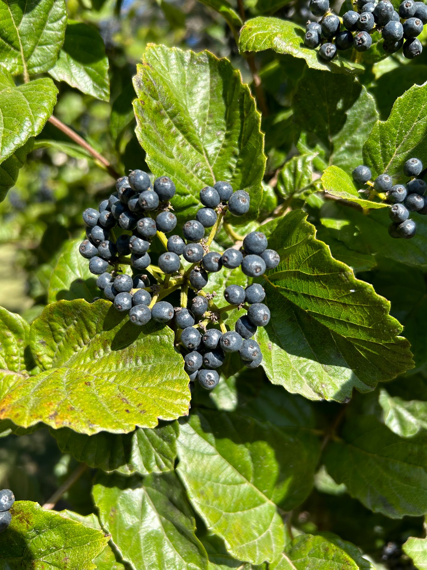 VIBURNUM x burkwoodii