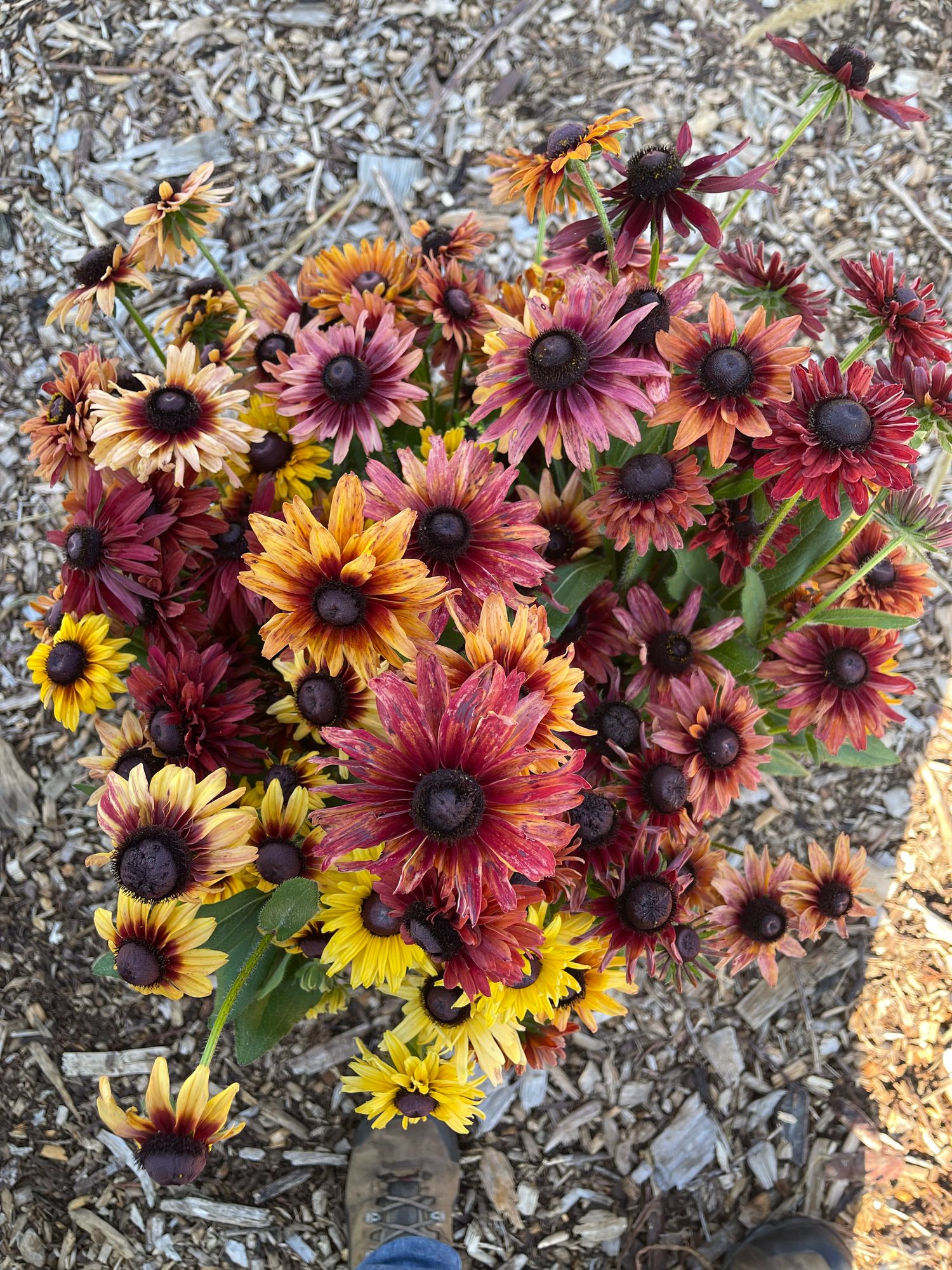 RUDBECKIA hirta Sahara