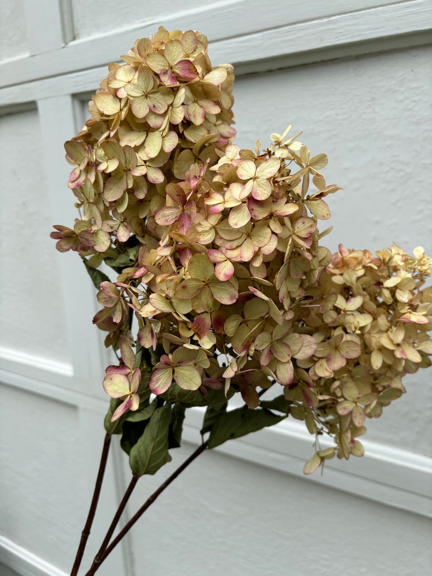 HYDRANGEA paniculata