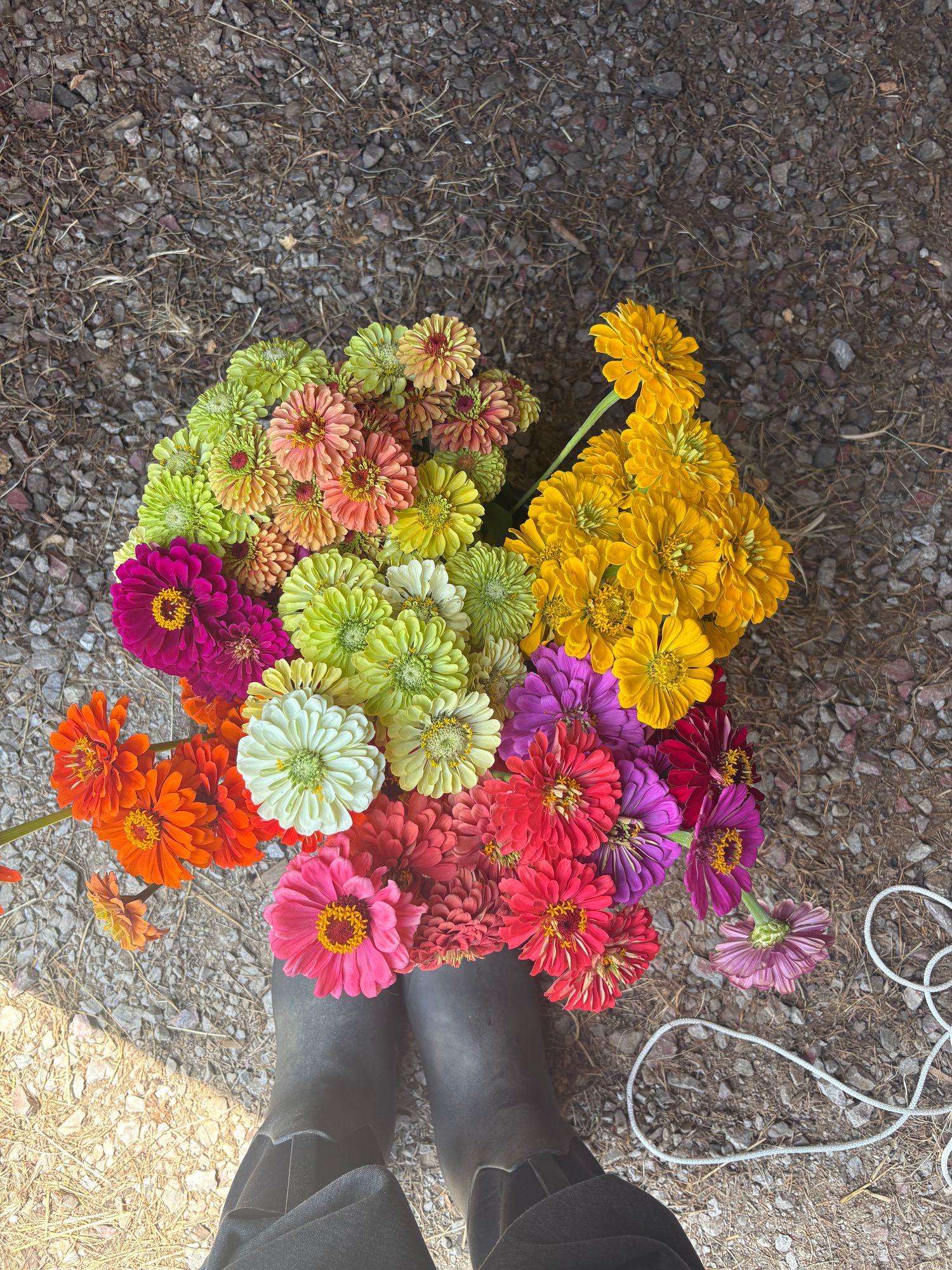 ZINNIA elegans Benarys Giant
