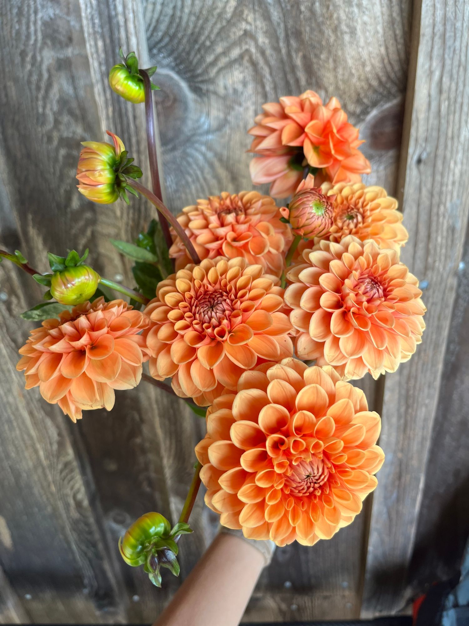 DAHLIA Maarn