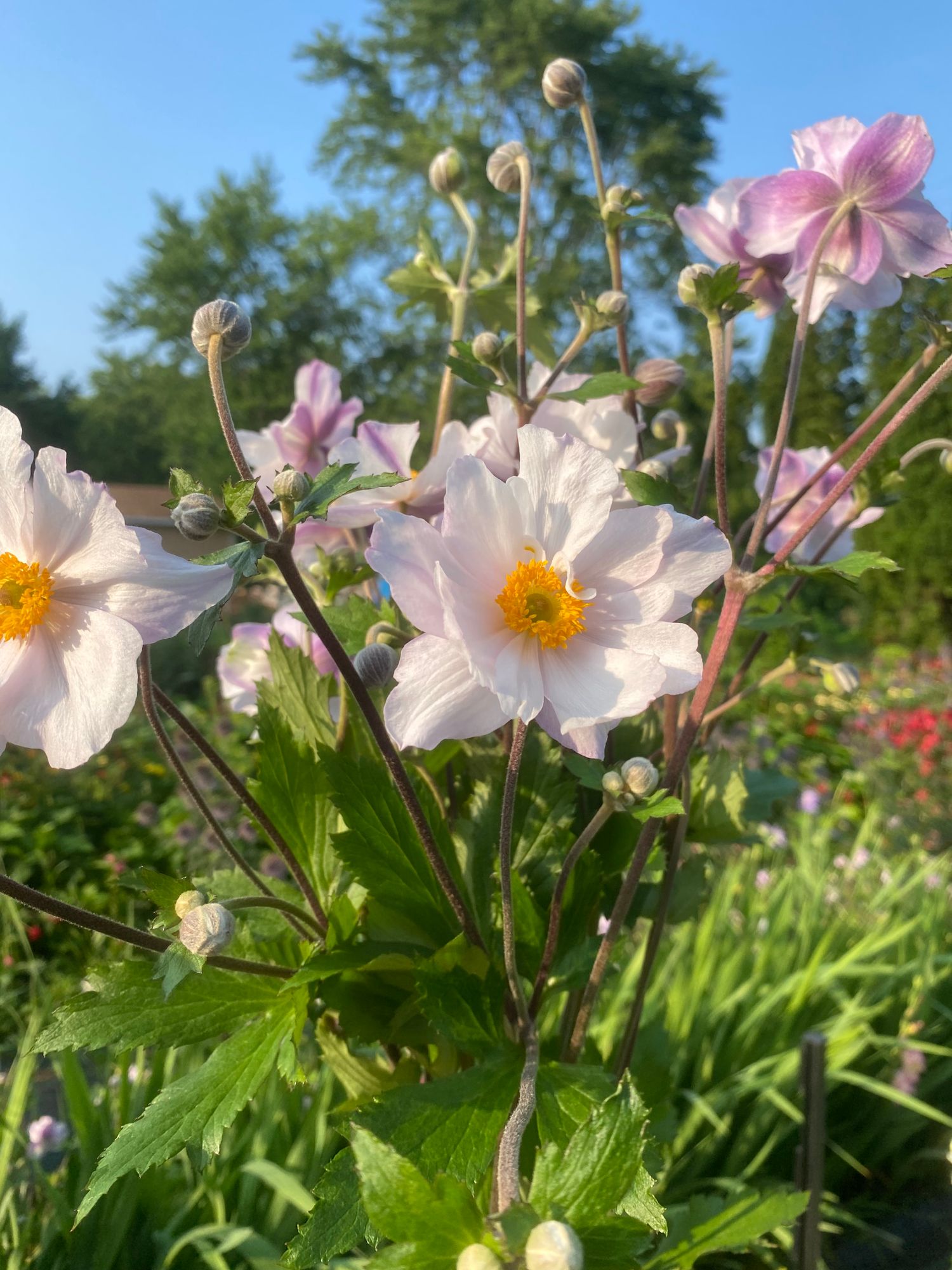 ANEMONE hupehensis