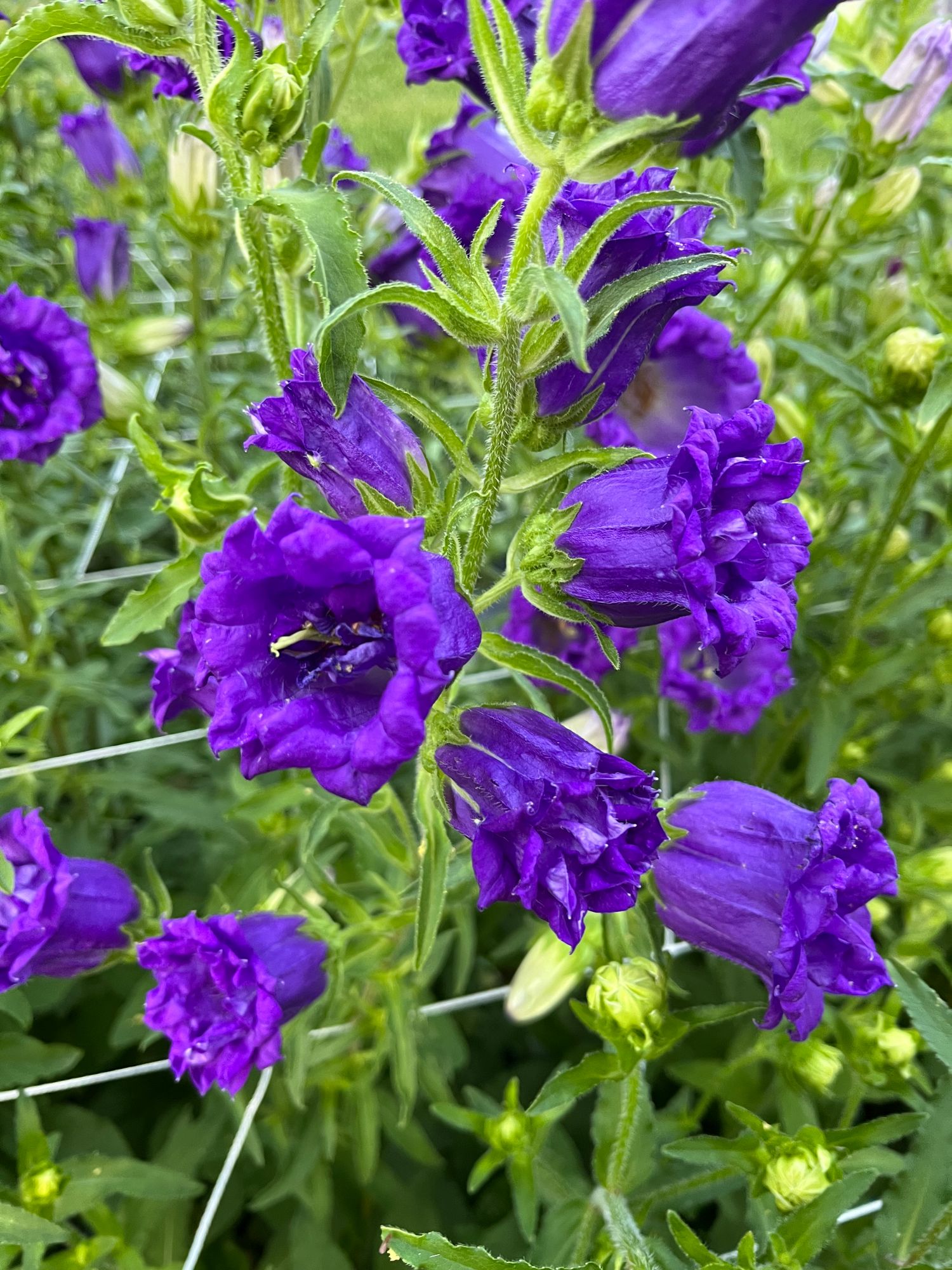 CAMPANULA medium fp