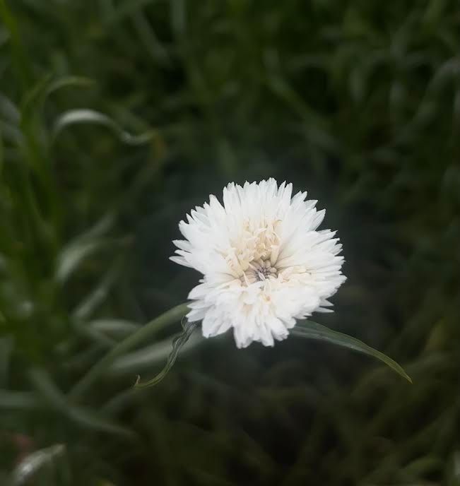 CENTAUREA cyanus Boy Snowman