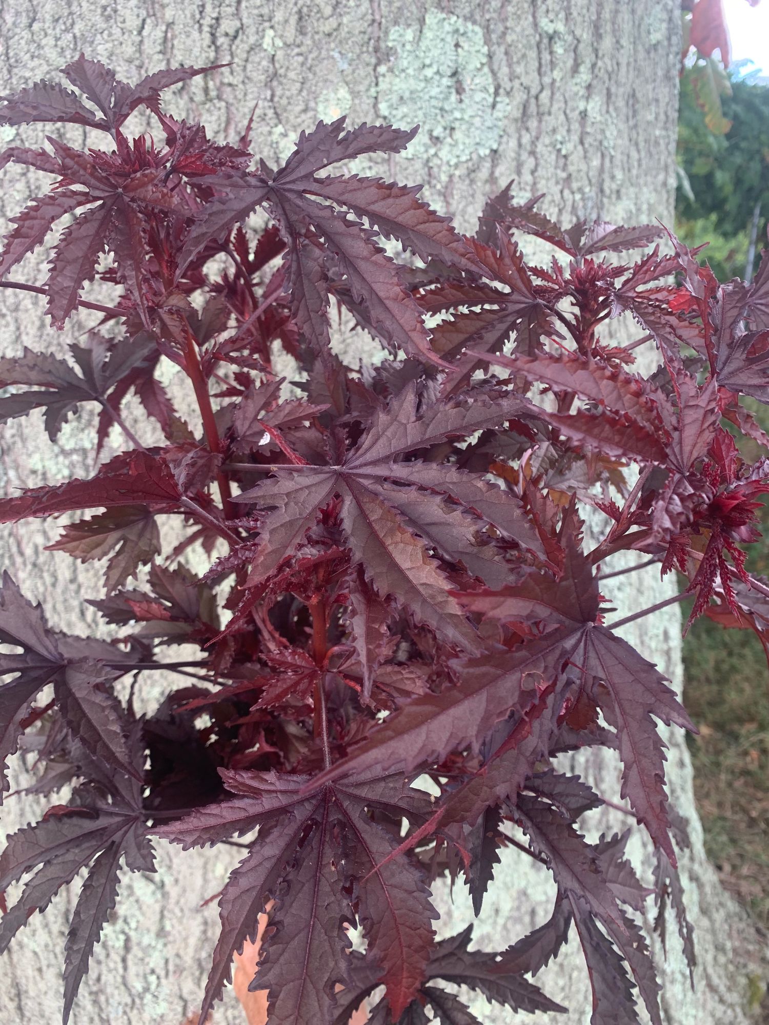HIBISCUS acetosella