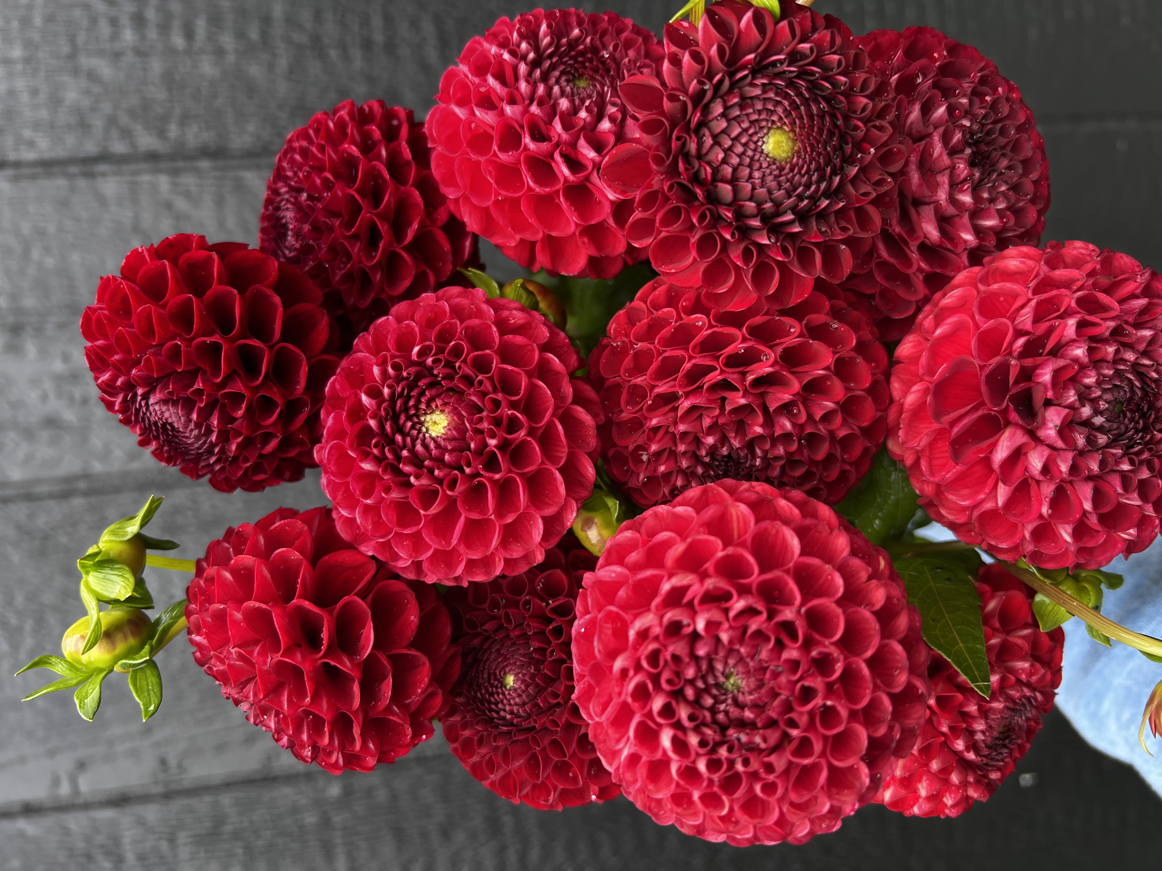 DAHLIA Ball