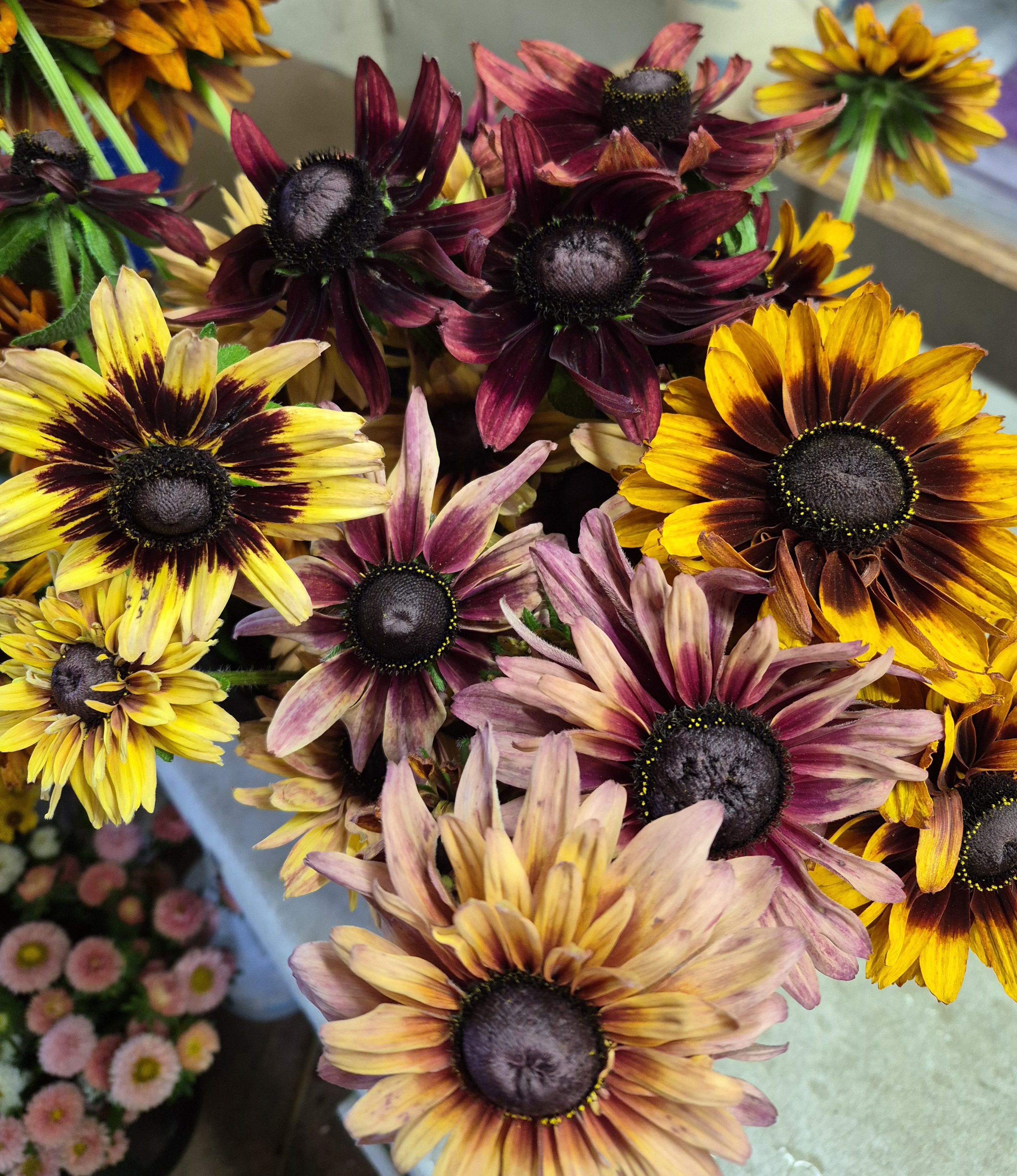 RUDBECKIA hirta Sahara