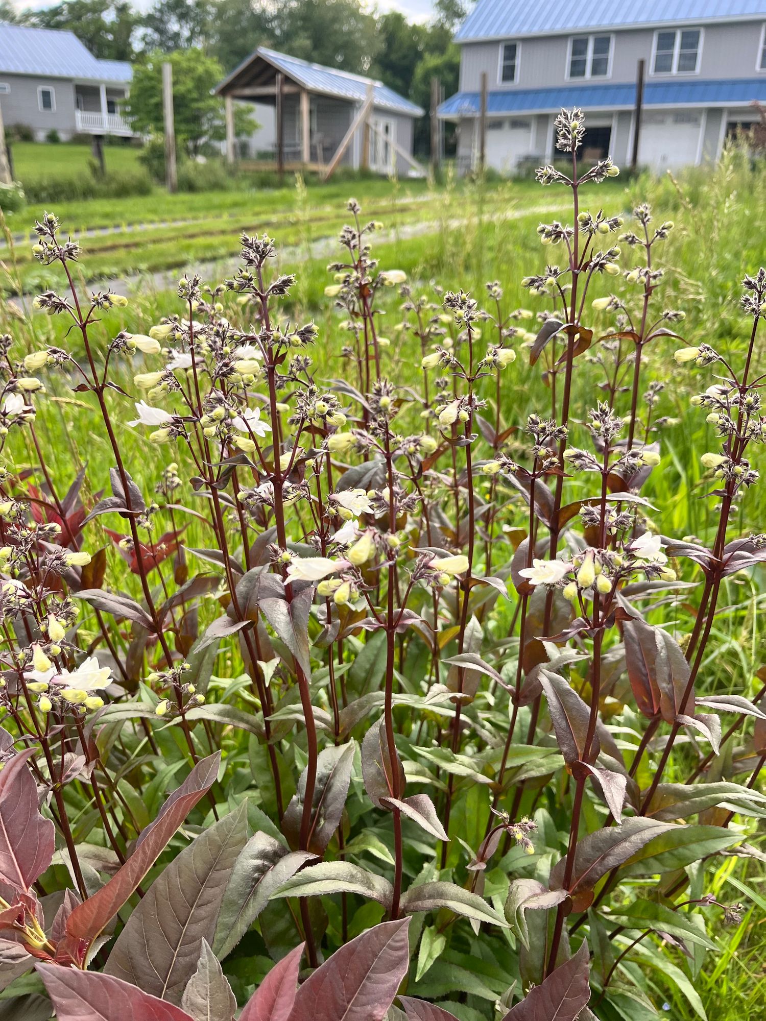 PENSTEMON digitalis
