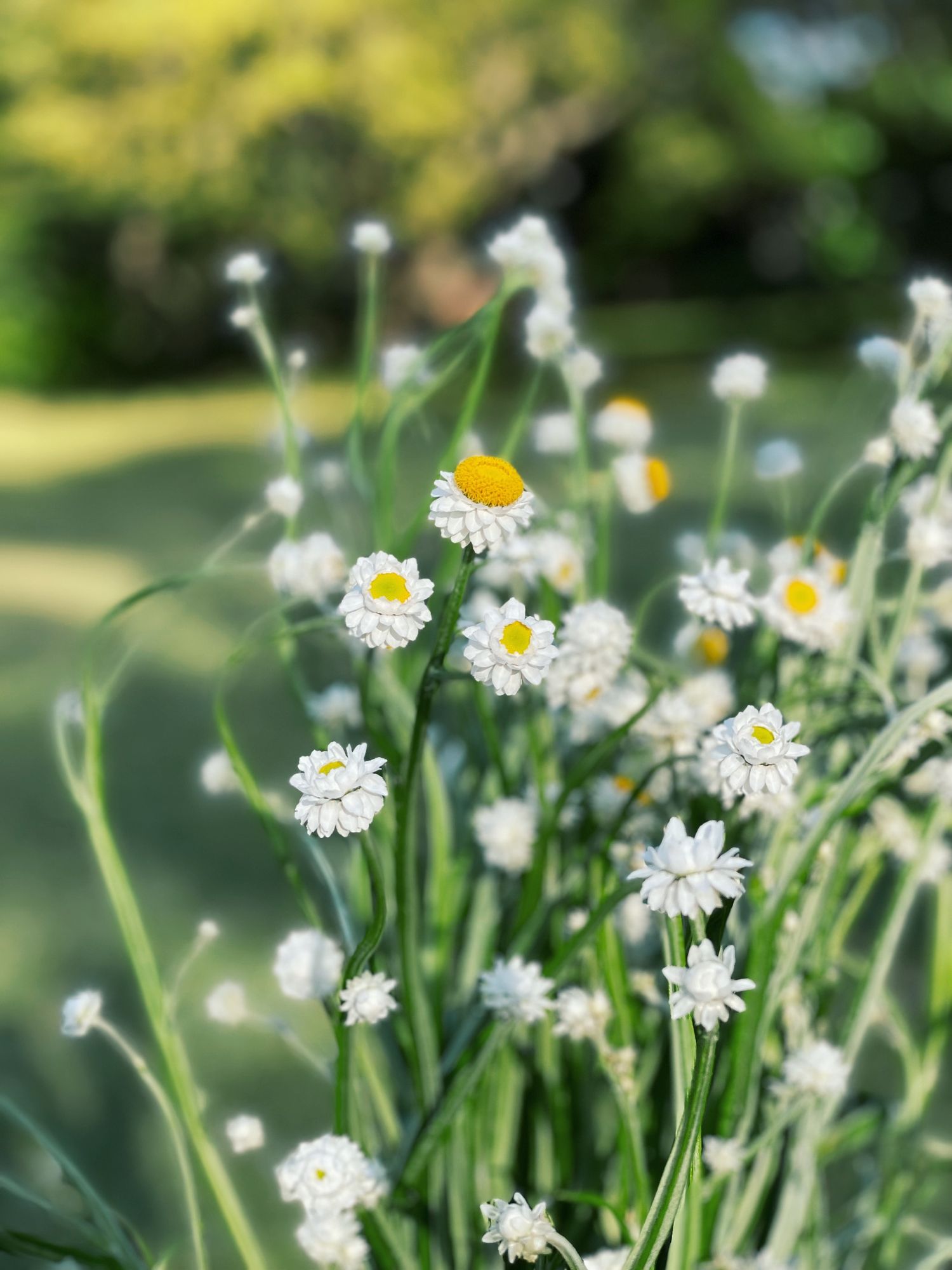 AMMOBIUM alatum