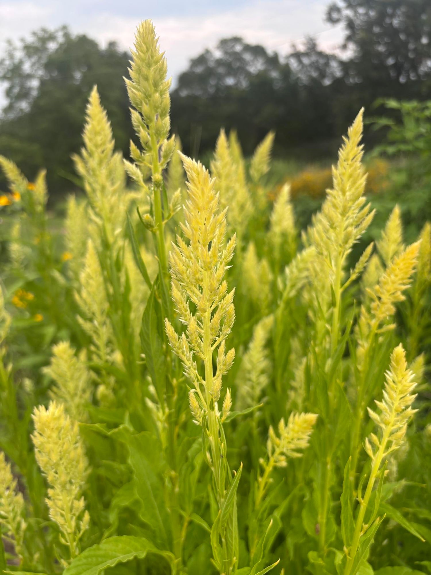 CELOSIA argentea var. plumosa Sylphid