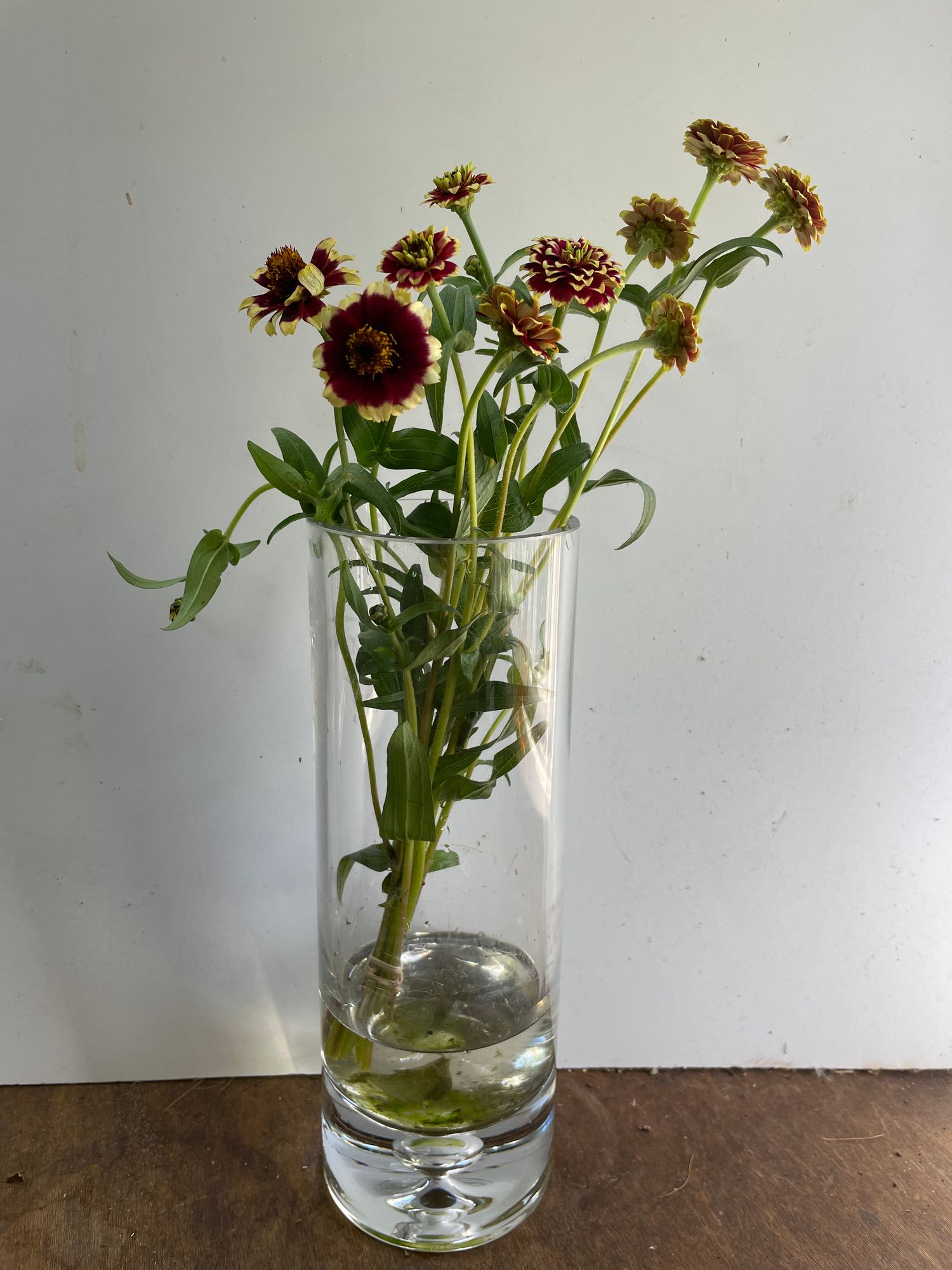 ZINNIA haageana Persian Carpet
