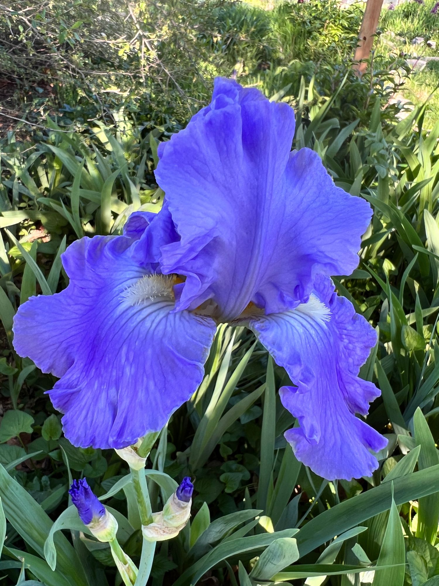 IRIS germanica