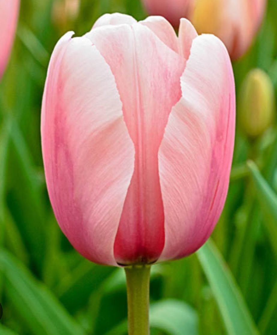 TULIPA Salmon Impression