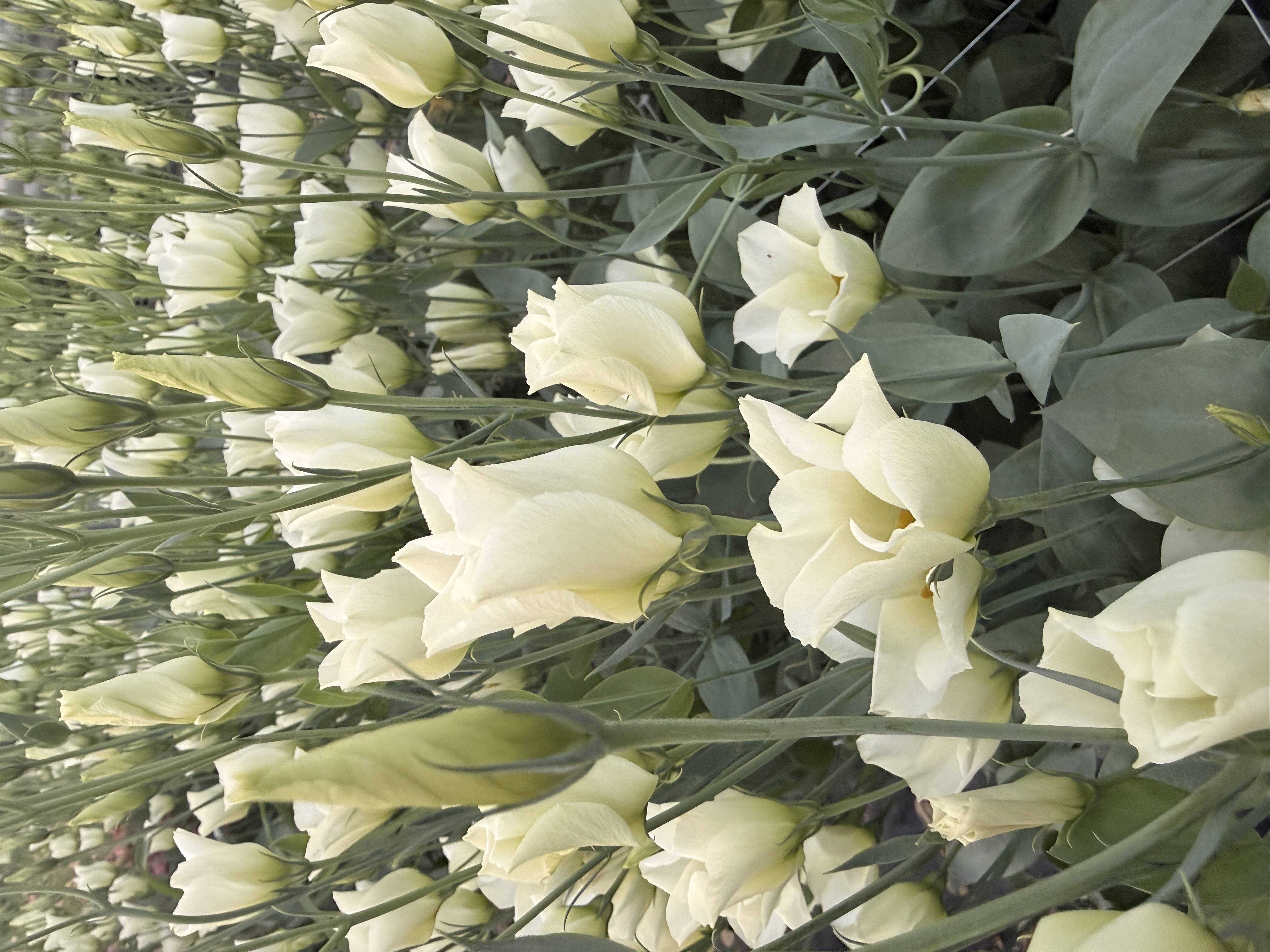 EUSTOMA grandiflorum Macherie Green