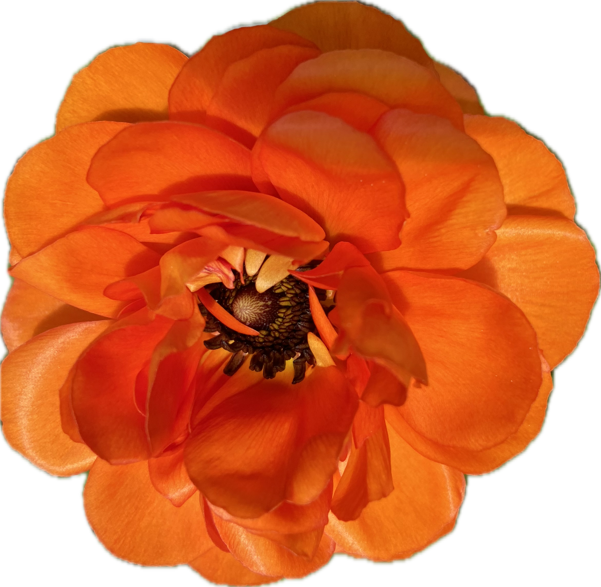 RANUNCULUS