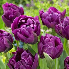 TULIPA Negrita Double