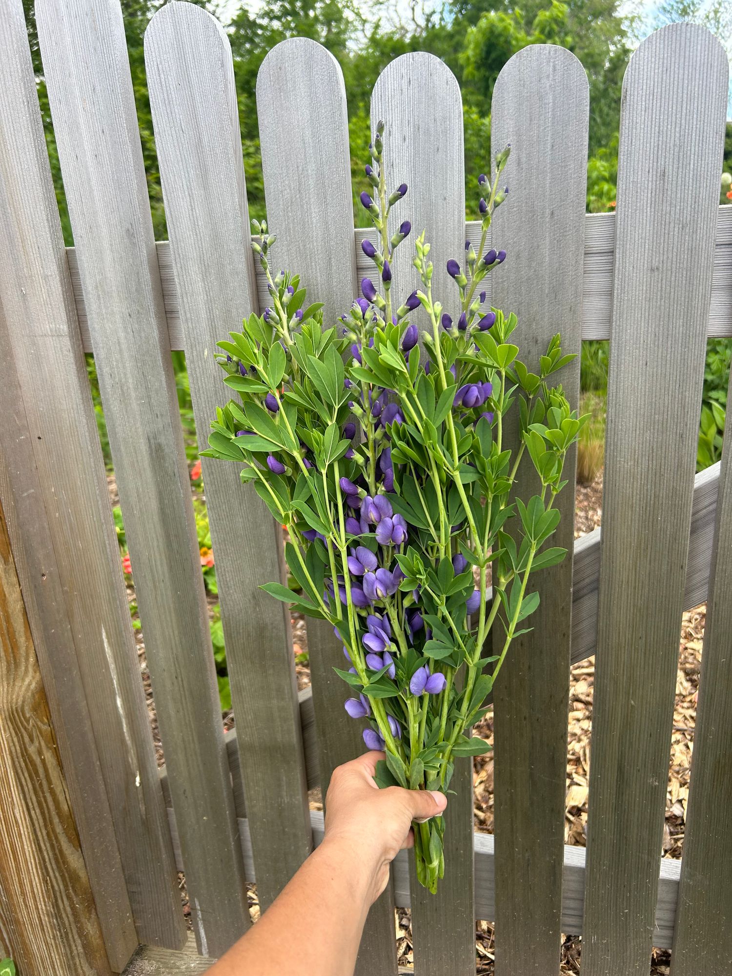BAPTISIA australis