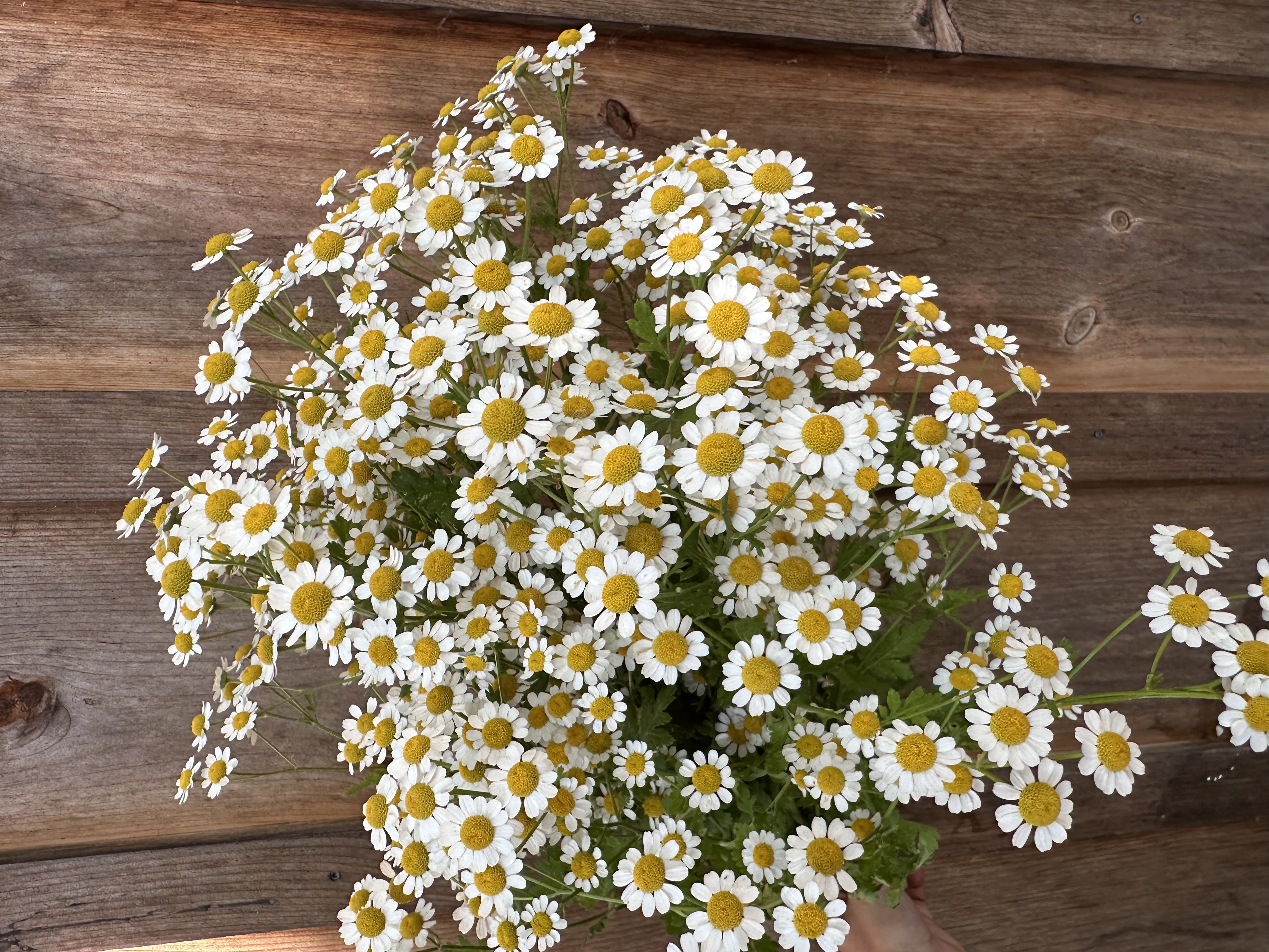 TANACETUM parthenium Vegmo Single