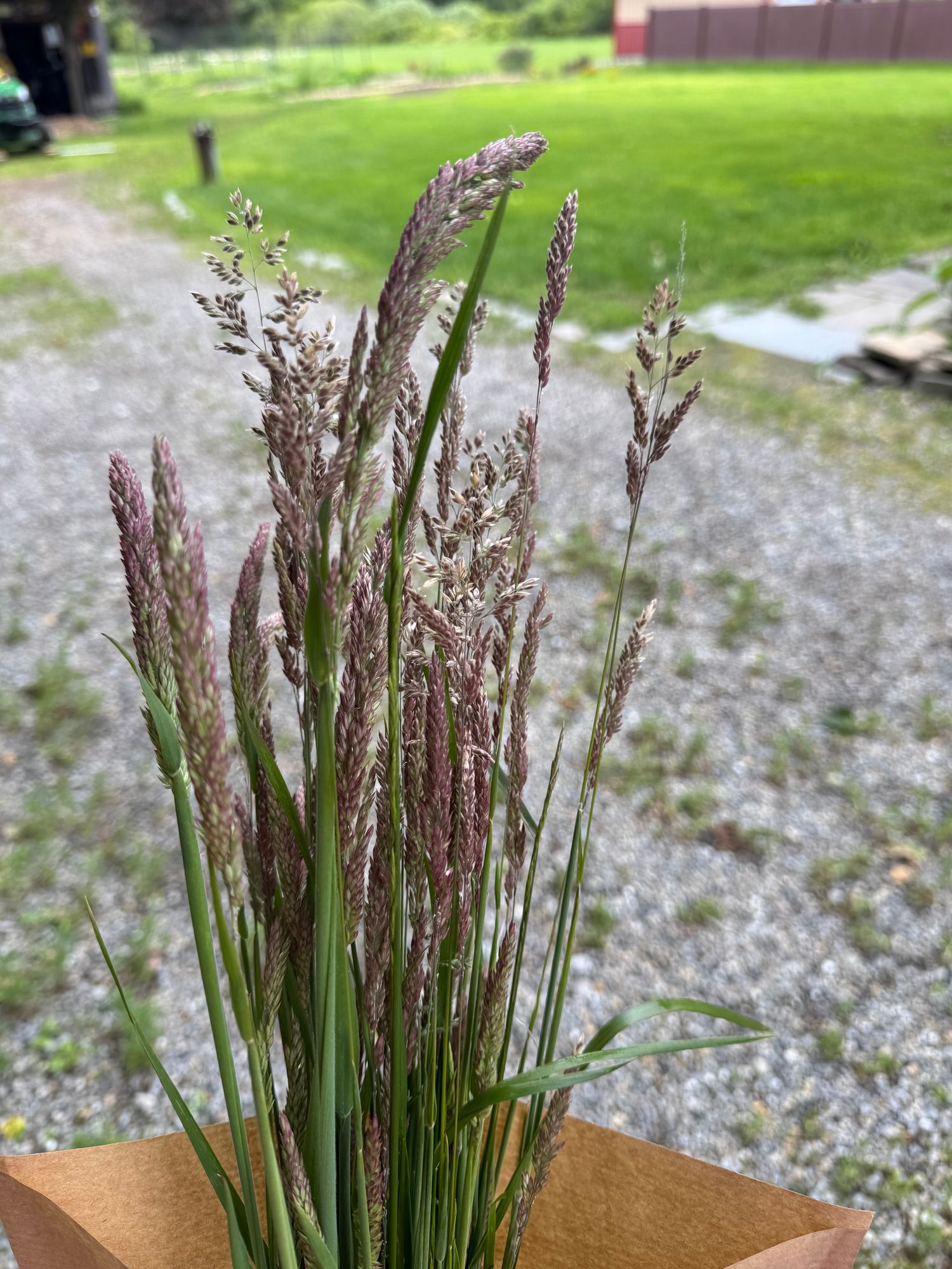 Yorkshire Fog - Grass