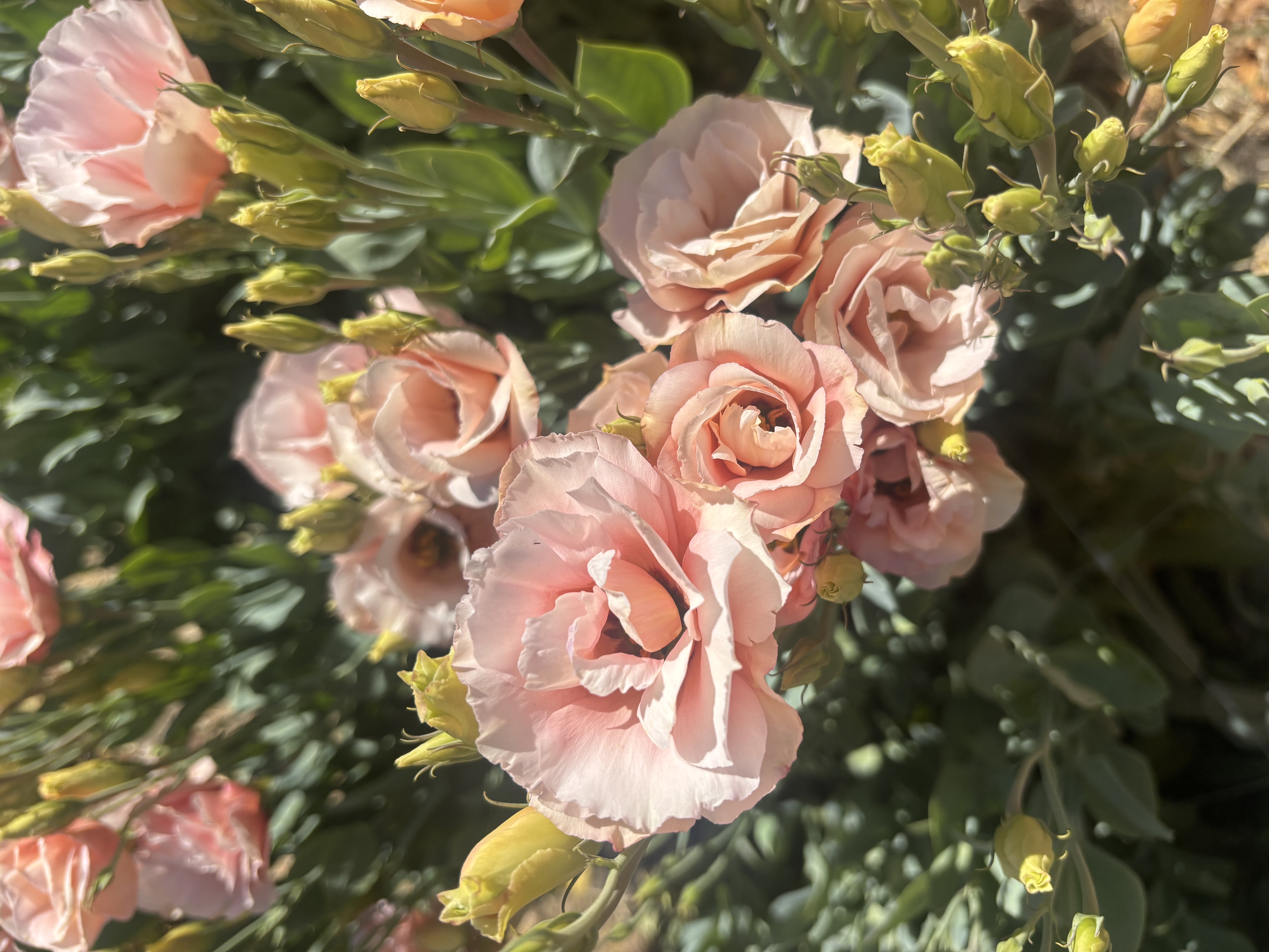 EUSTOMA grandiflorum Arena 3 Apricot