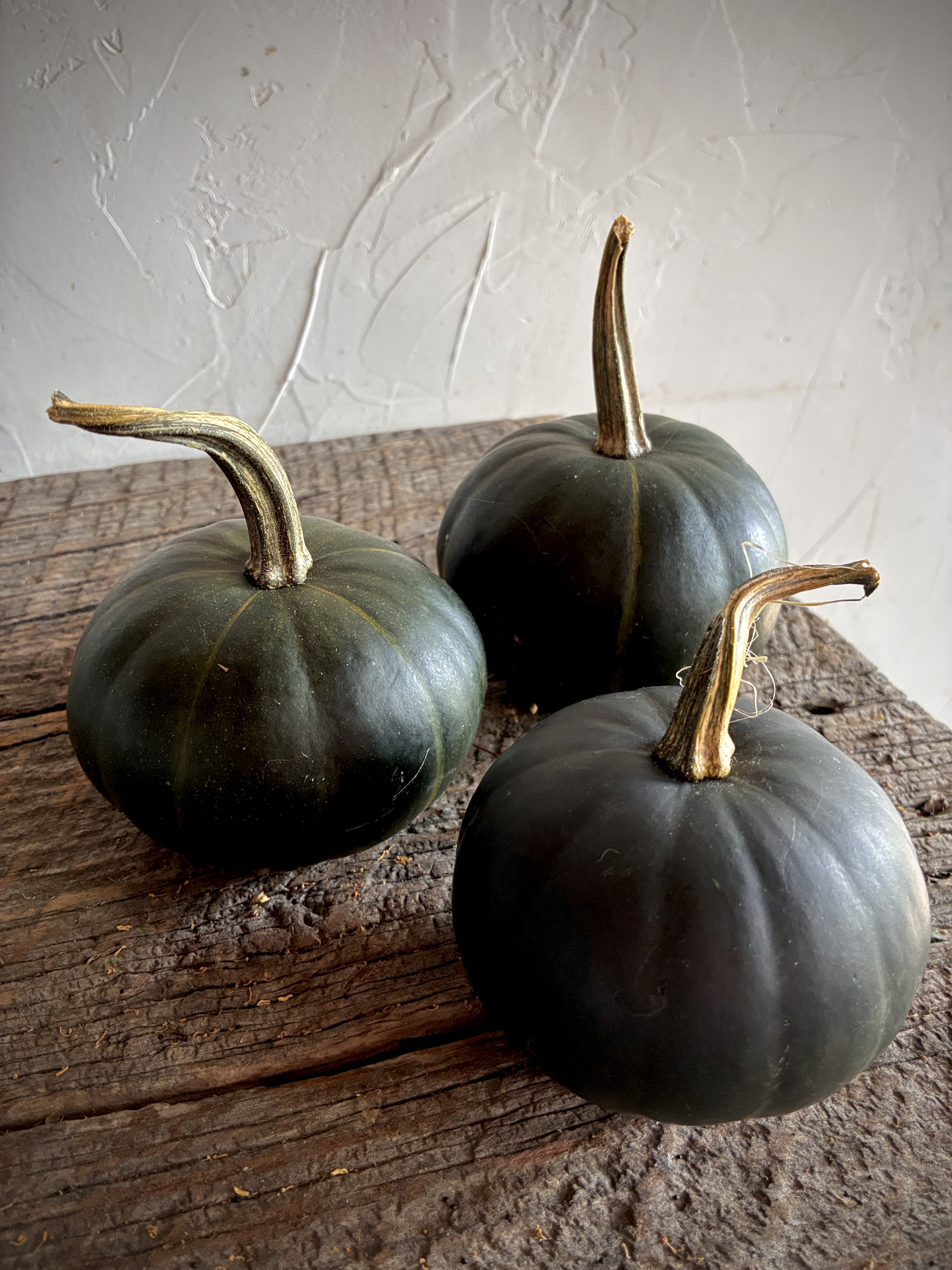 CUCURBITA