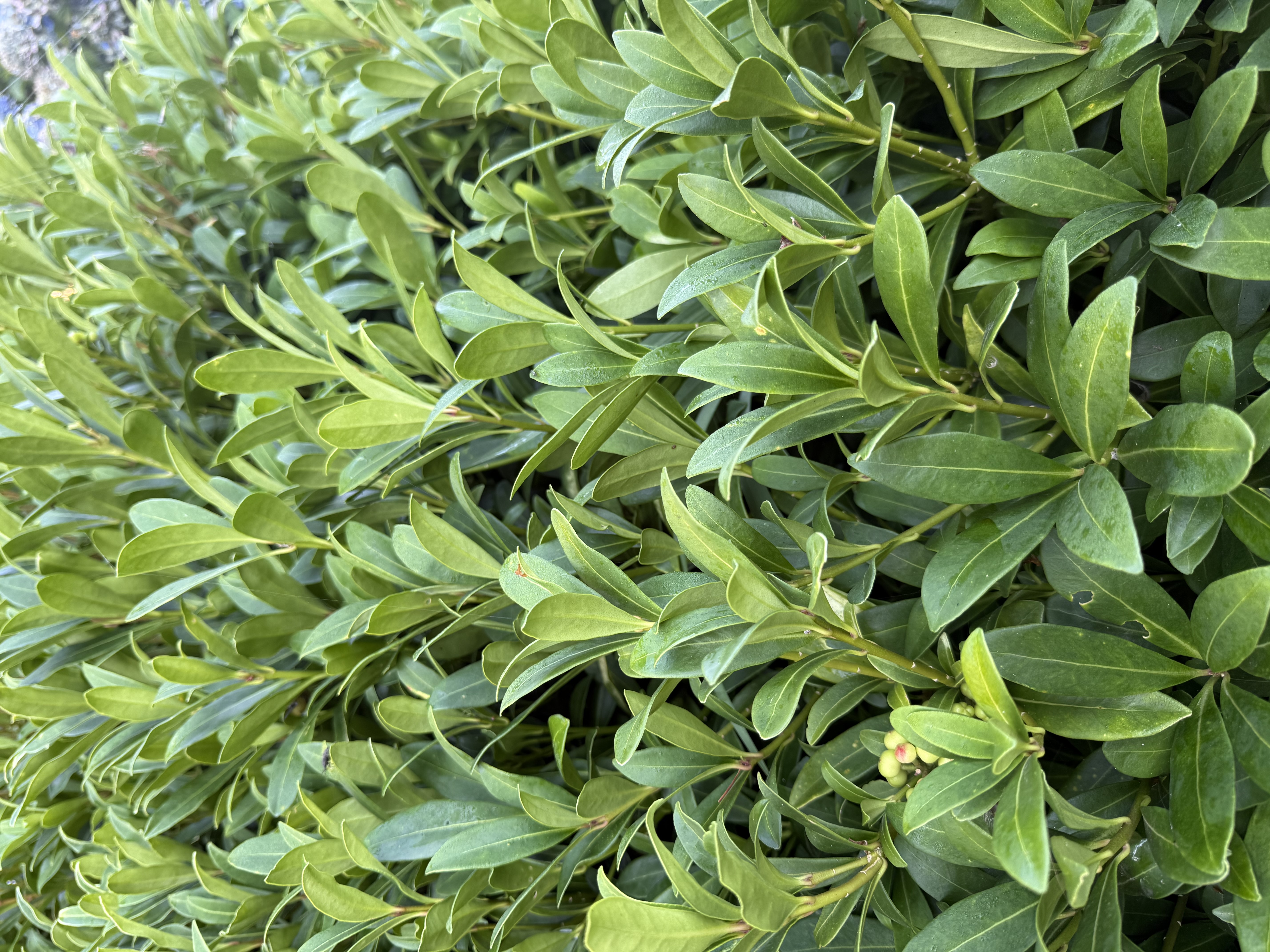SKIMMIA japonica
