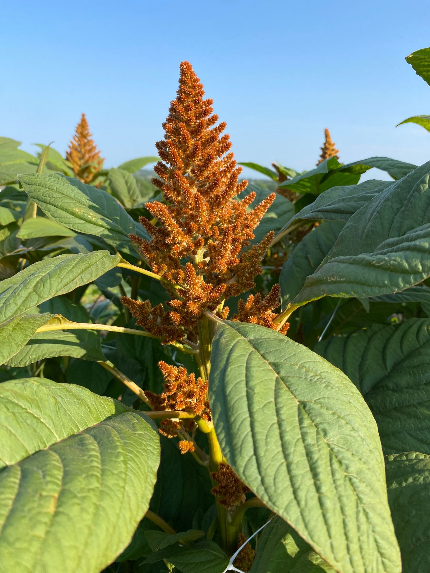 AMARANTHUS cruentus Hot Biscuits