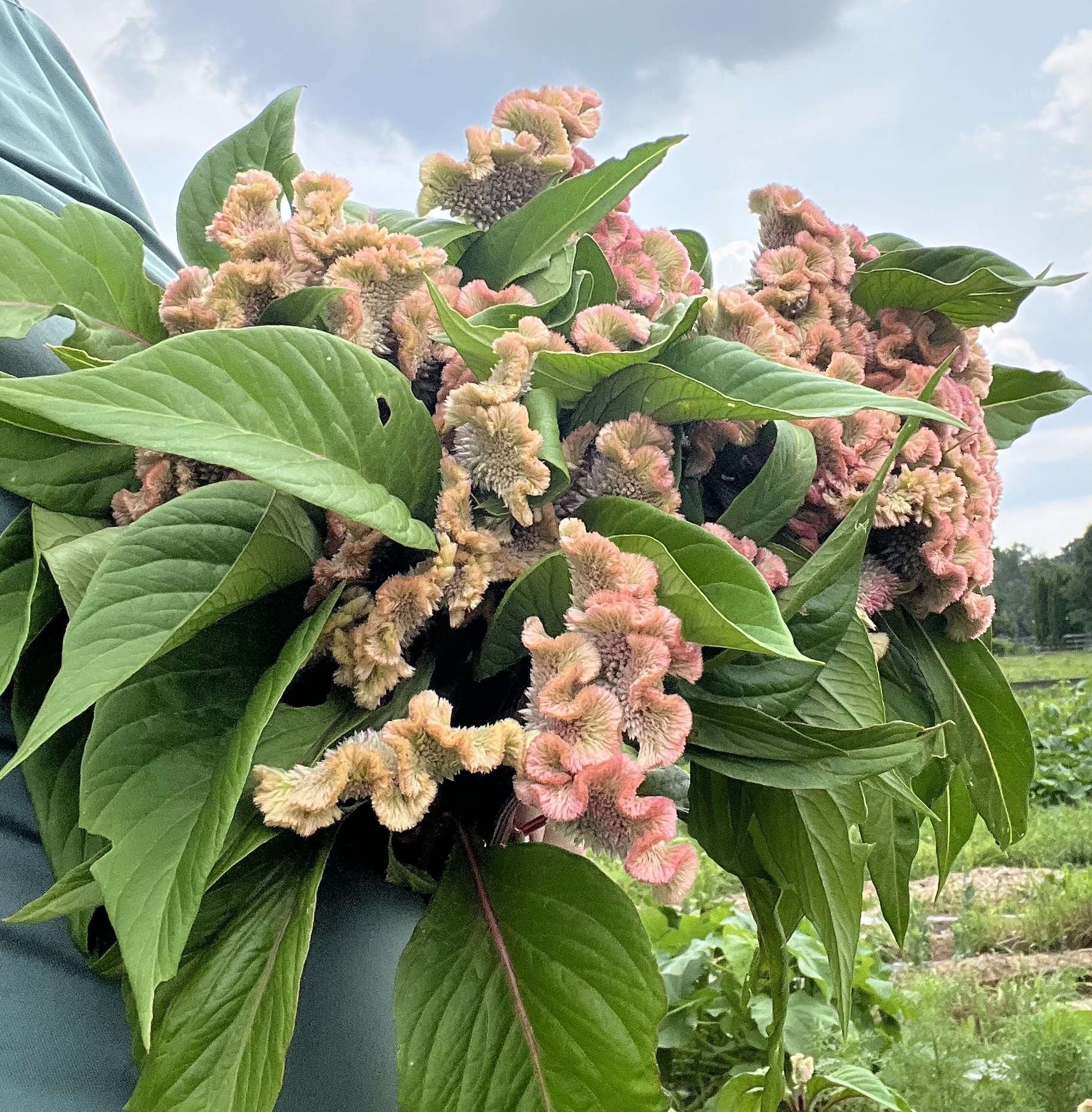 CELOSIA cristata Neo Pink