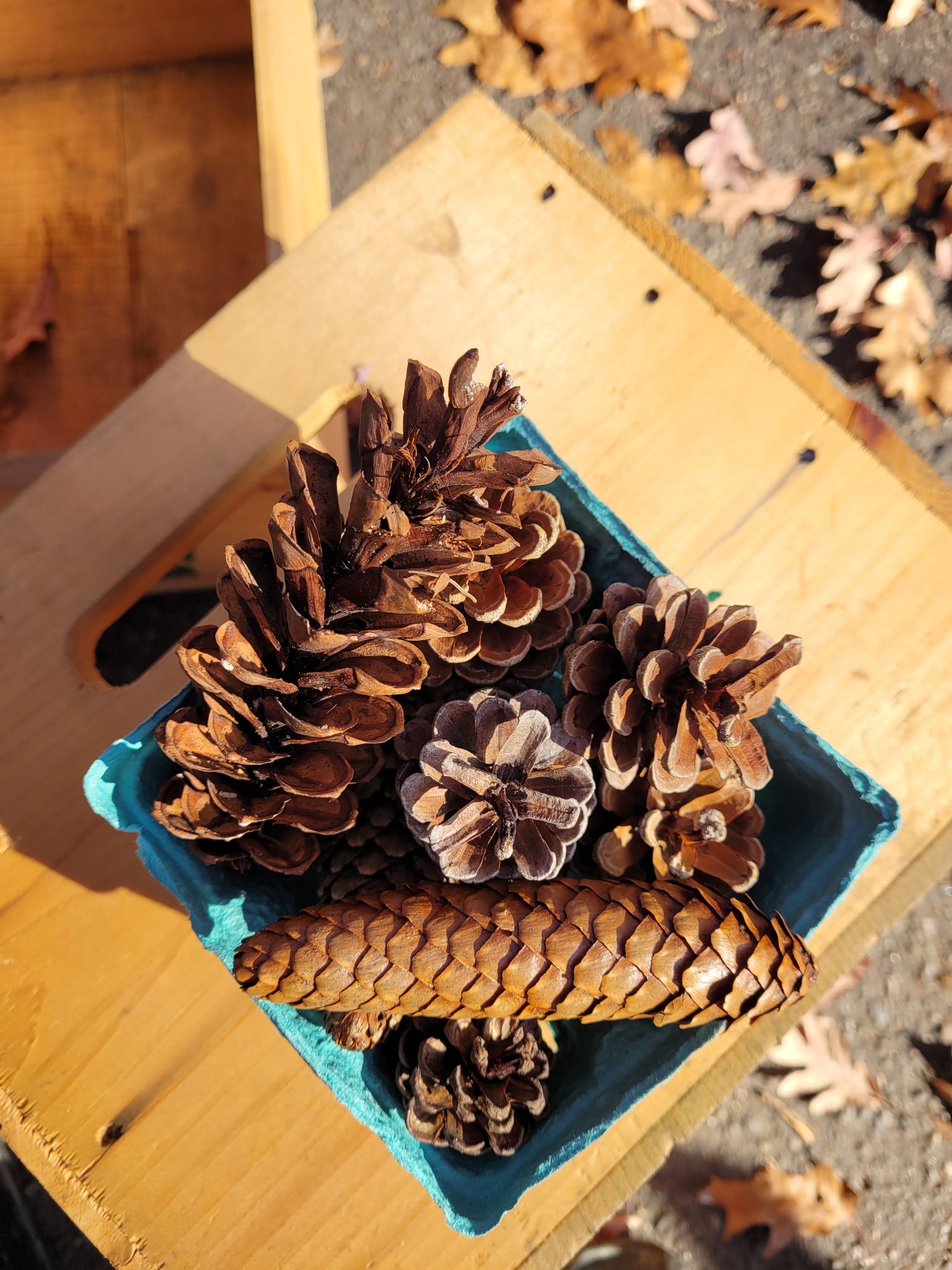 Quart of mixed pine cones