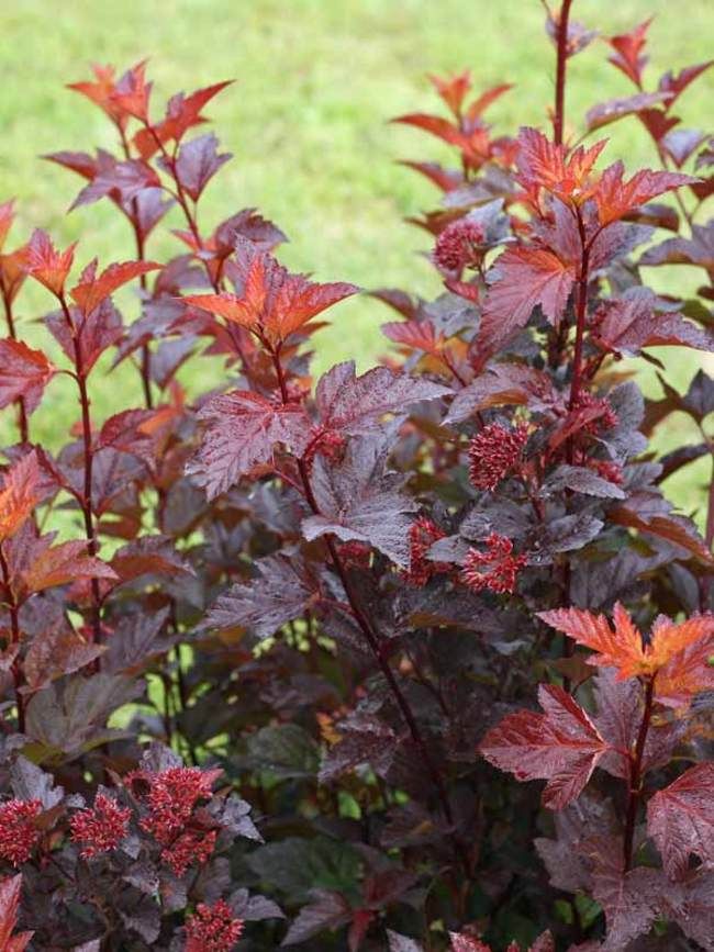 PHYSOCARPUS opulifolius Ginger Wine