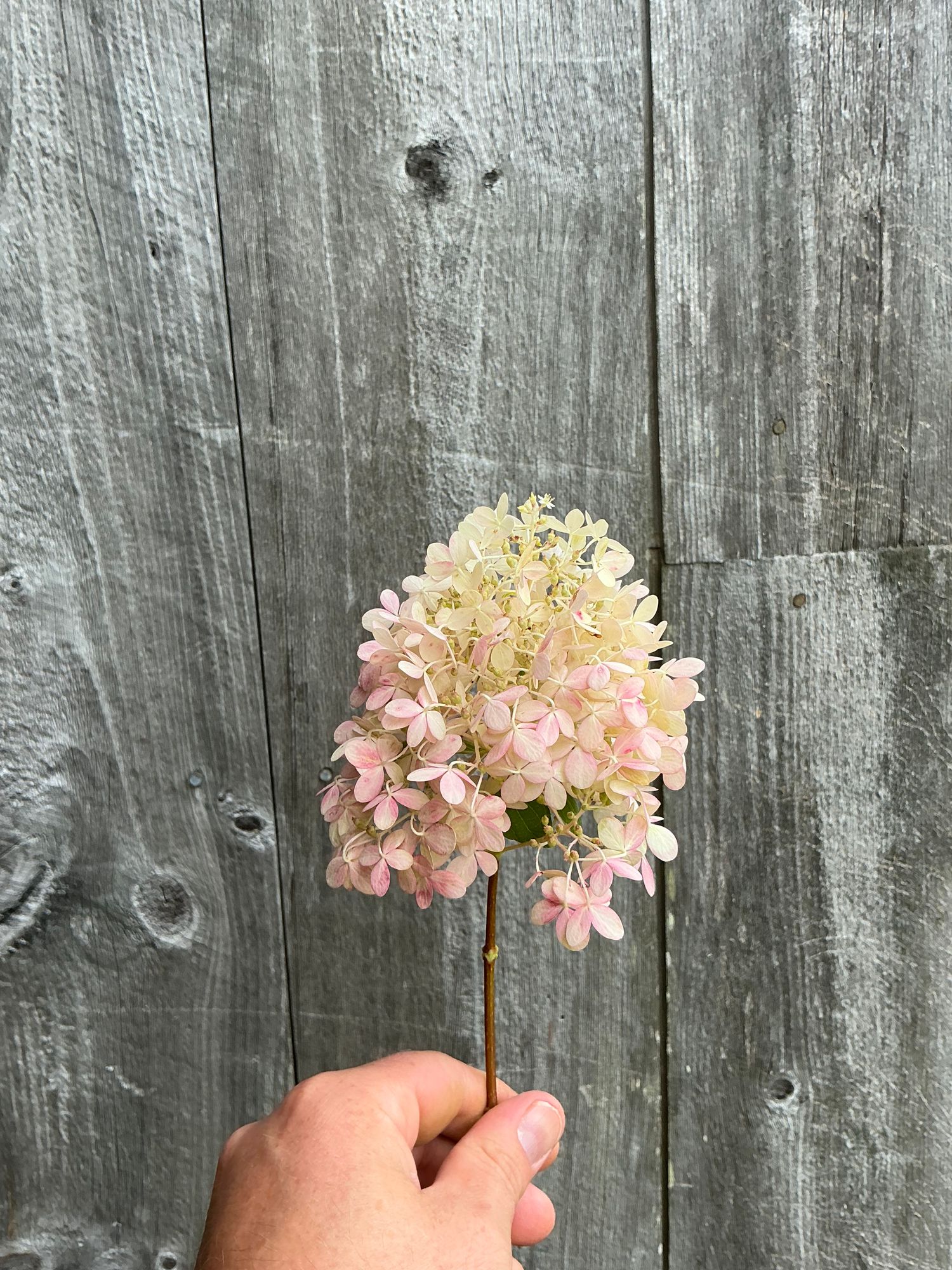HYDRANGEA paniculata Limelight