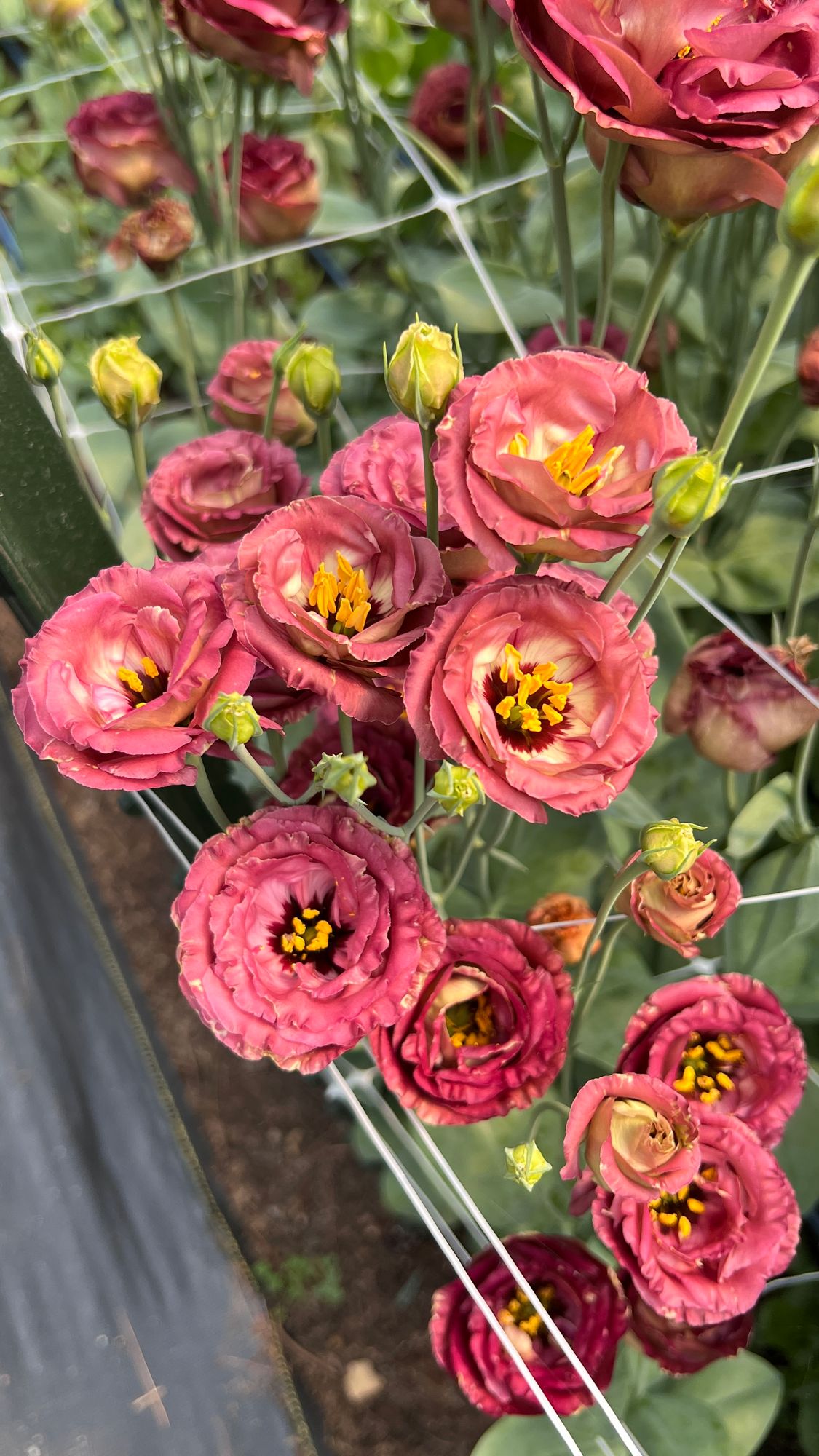 EUSTOMA grandiflorum Rosanne