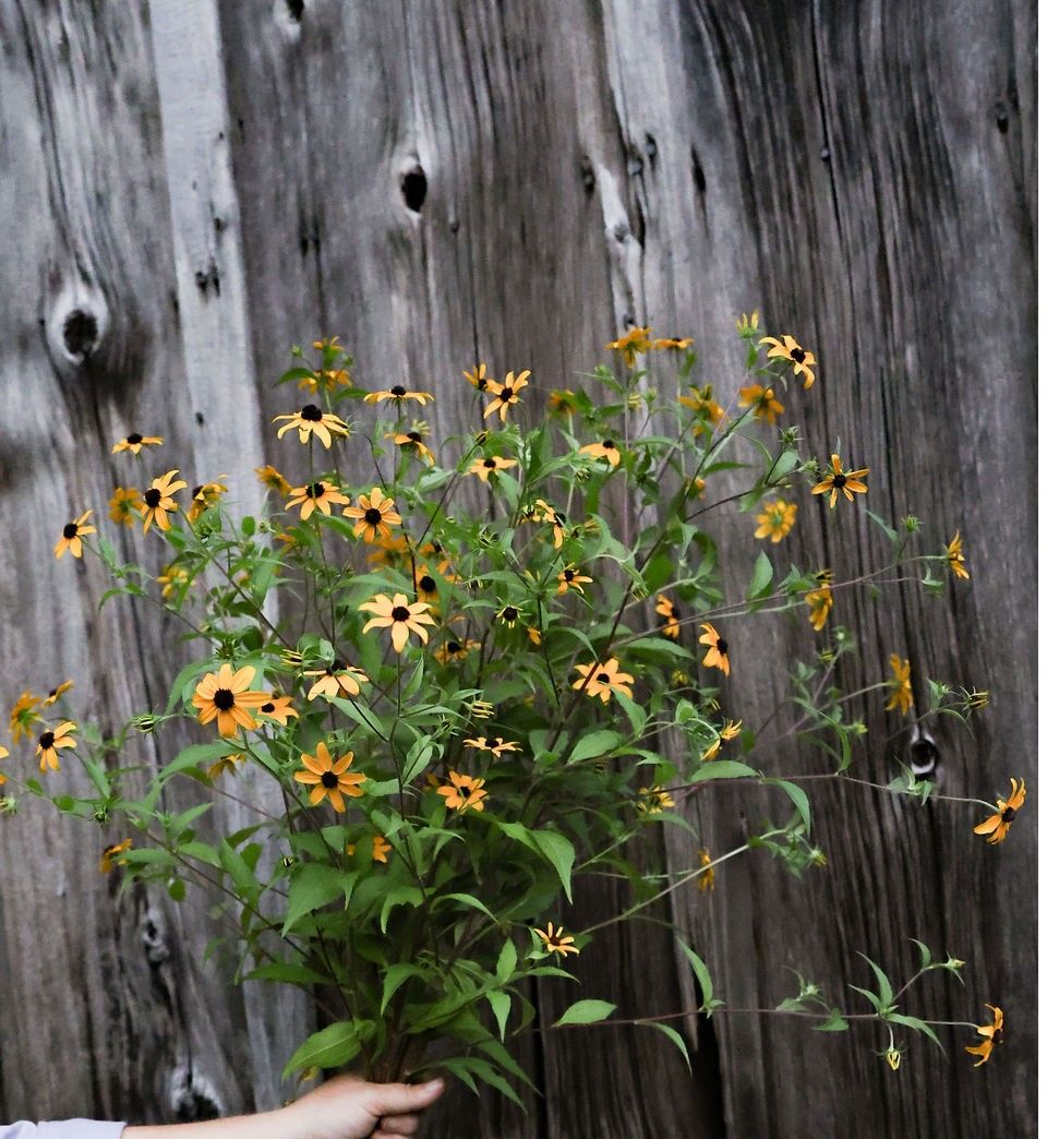 RUDBECKIA triloba