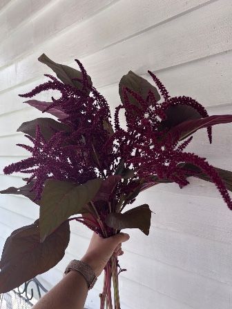 AMARANTHUS cruentus Red Spike