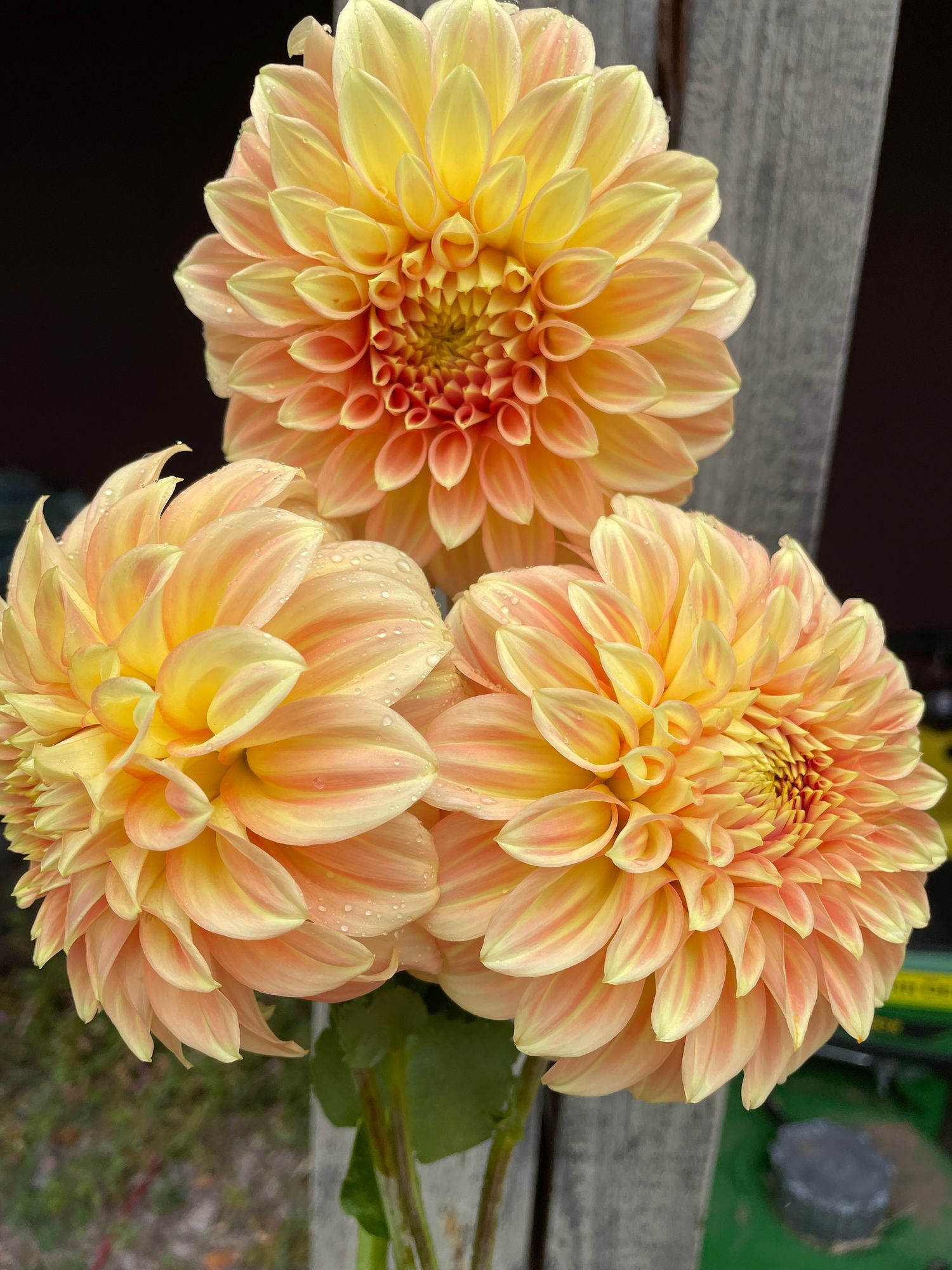DAHLIA Bracken Sarah