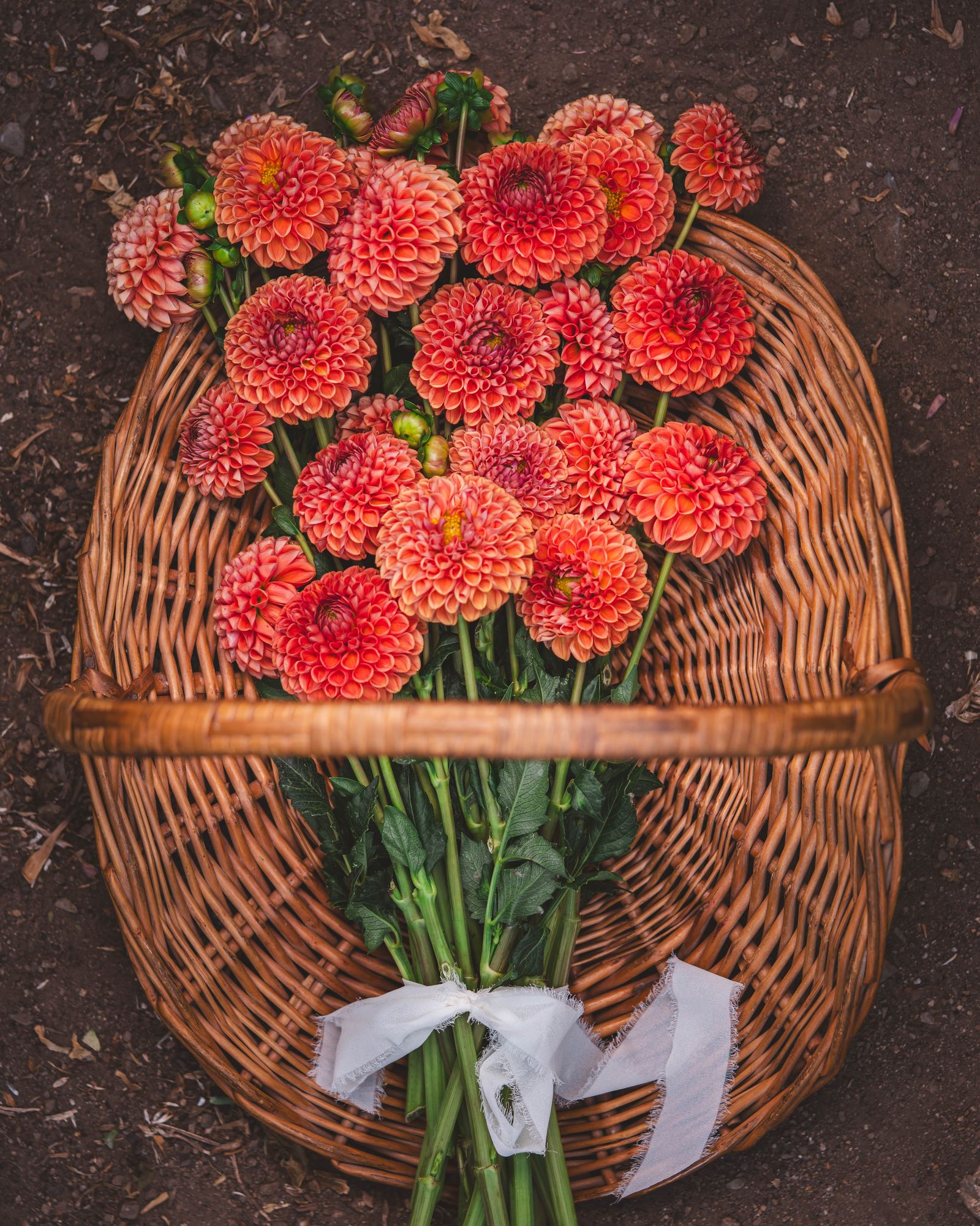 DAHLIA Cornel Bronze