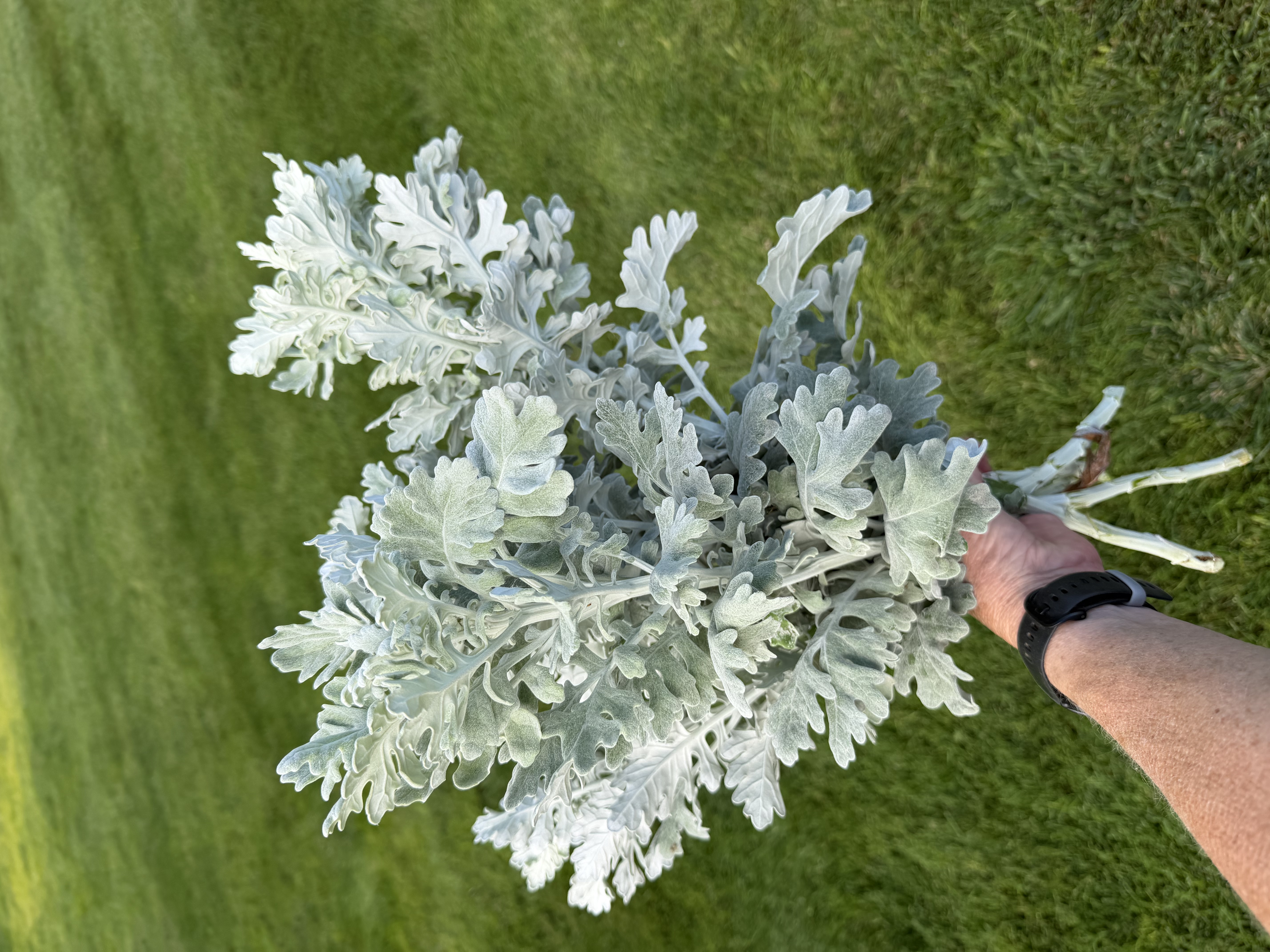 SENECIO cineraria Candicans