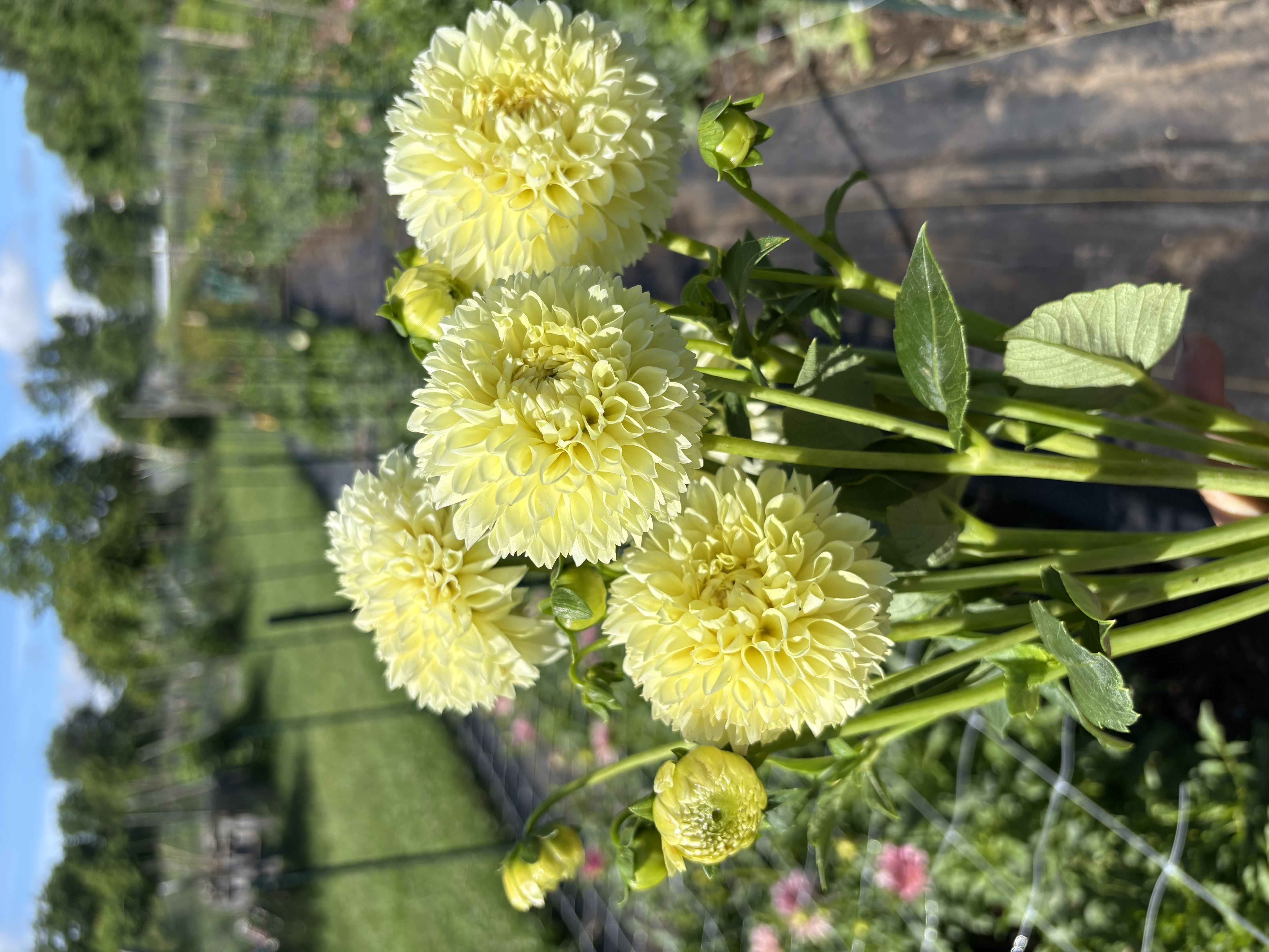 DAHLIA Ball