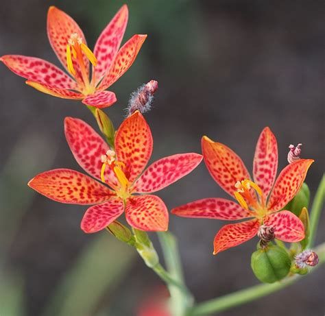 BELAMCANDA chinensis