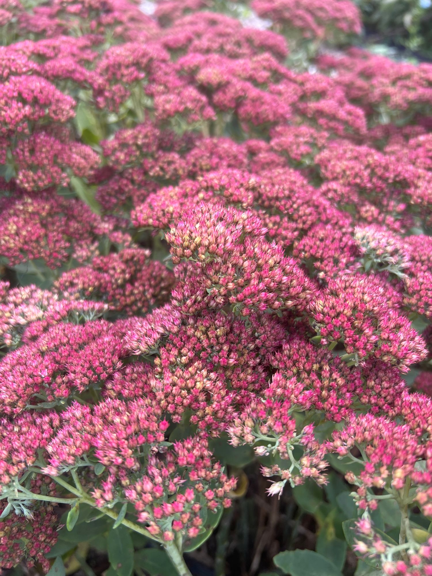 HYLOTELEPHIUM spectabile Autumn Joy