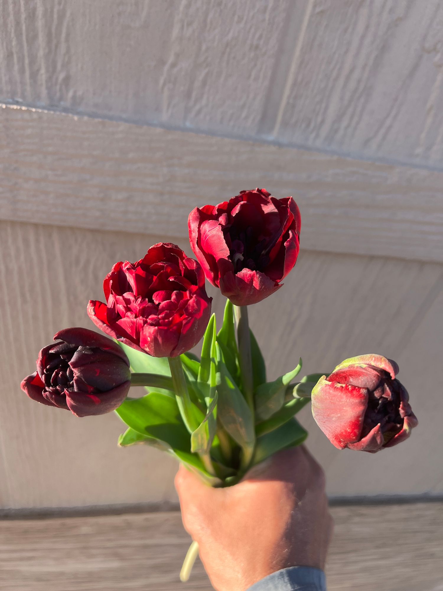 TULIPA Palmyra